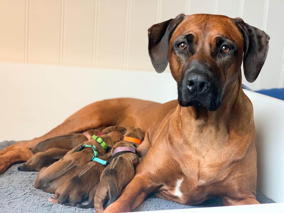 Ridgedogs Kennel Ridgedogs Kennel