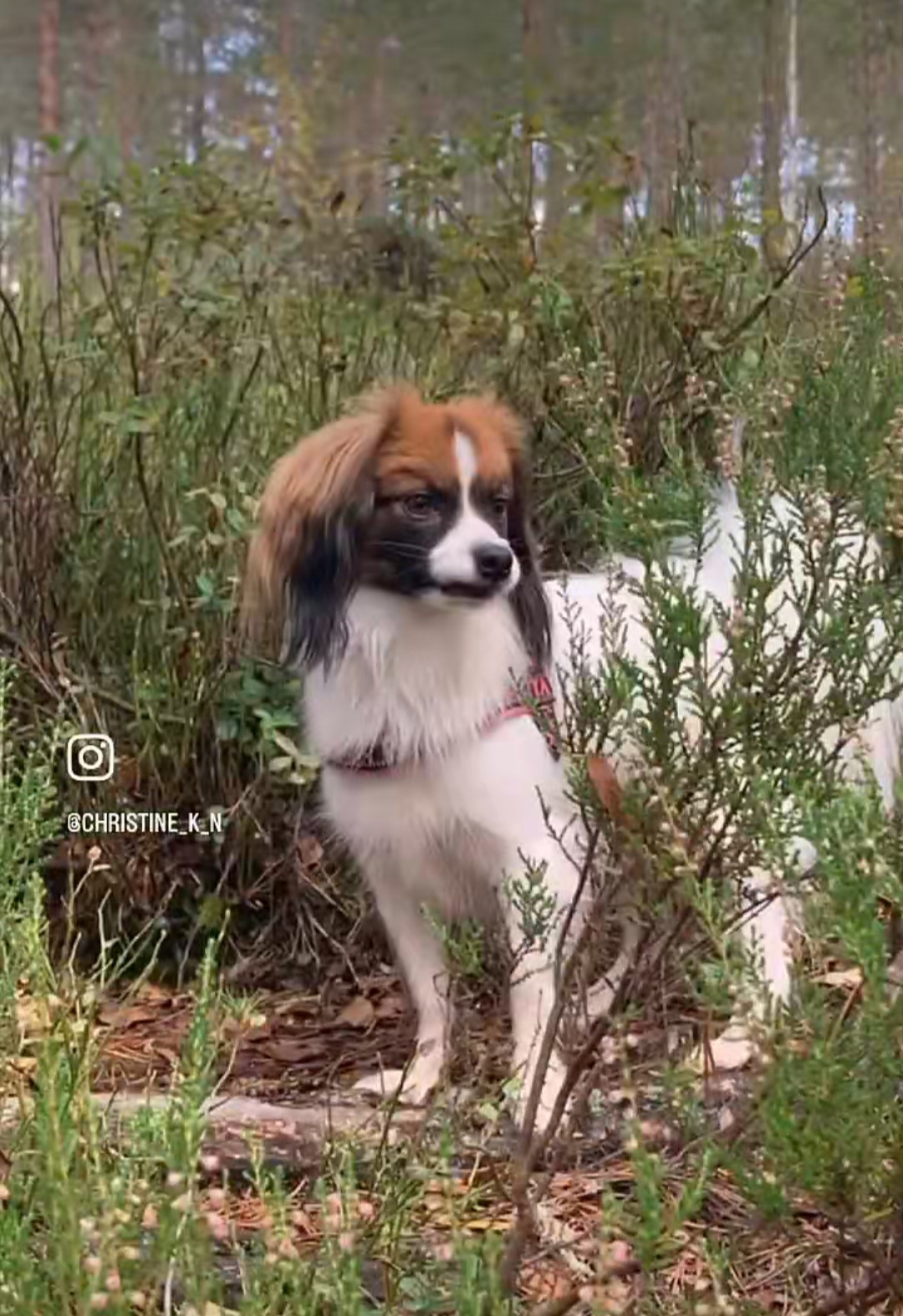 Amyrica's Enjoy to Zansa 