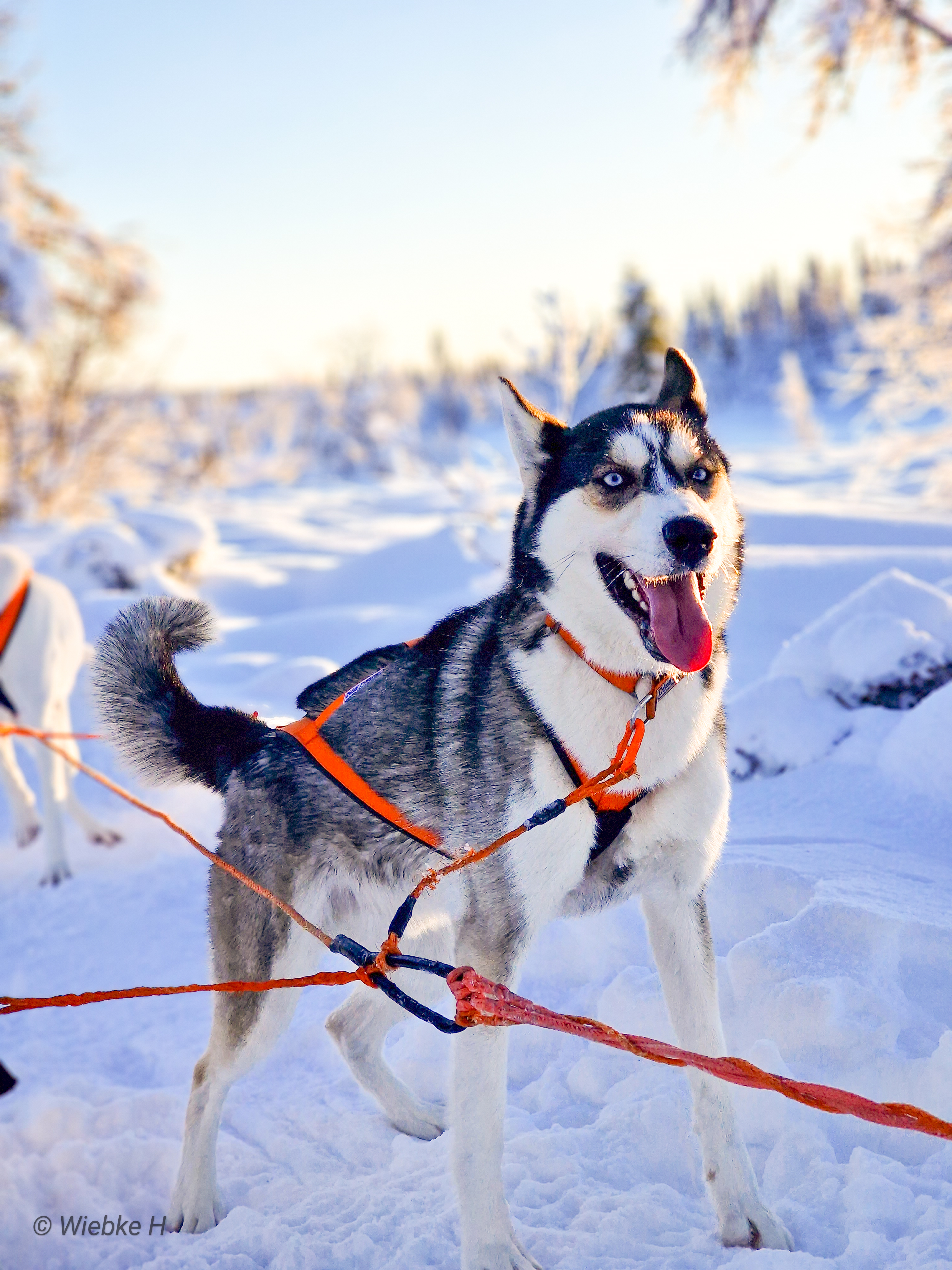 NTCH Ylajärvis MB Qiit (Kayuh) NTCH Ylajärvis MB Qiit (Kayuh)