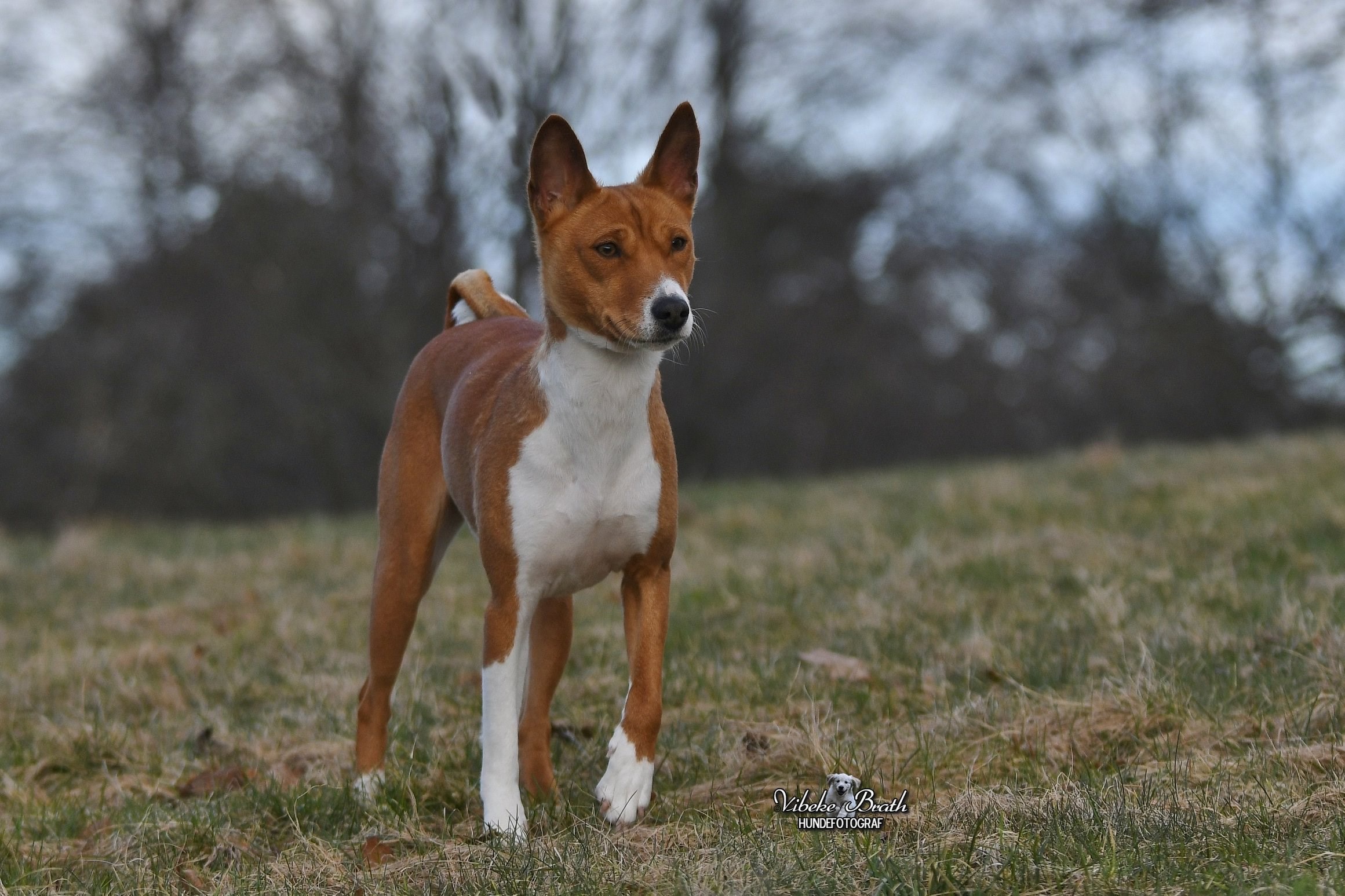 Fakhira Fire in my heart av Chimlin Fakhira Fire in my heart av Chimlin