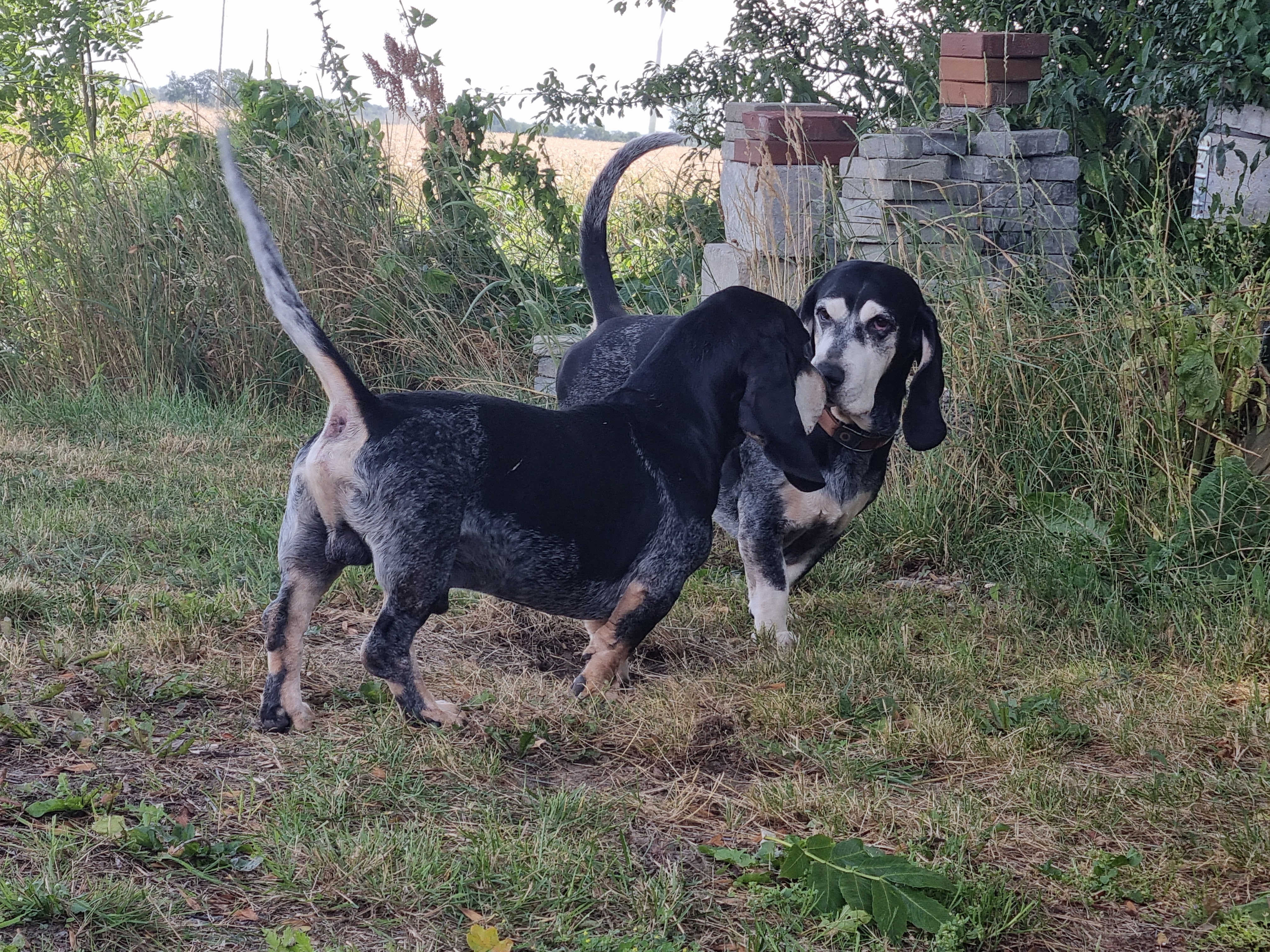 Jean Basse d'An Naoned Jean Basse d'An Naoned
