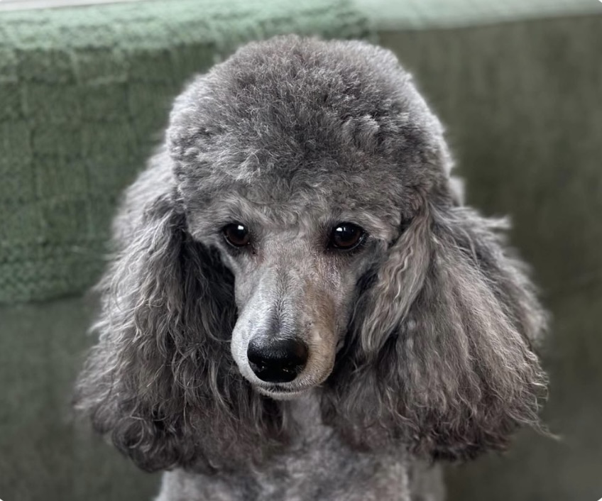 Escada Silver Attention