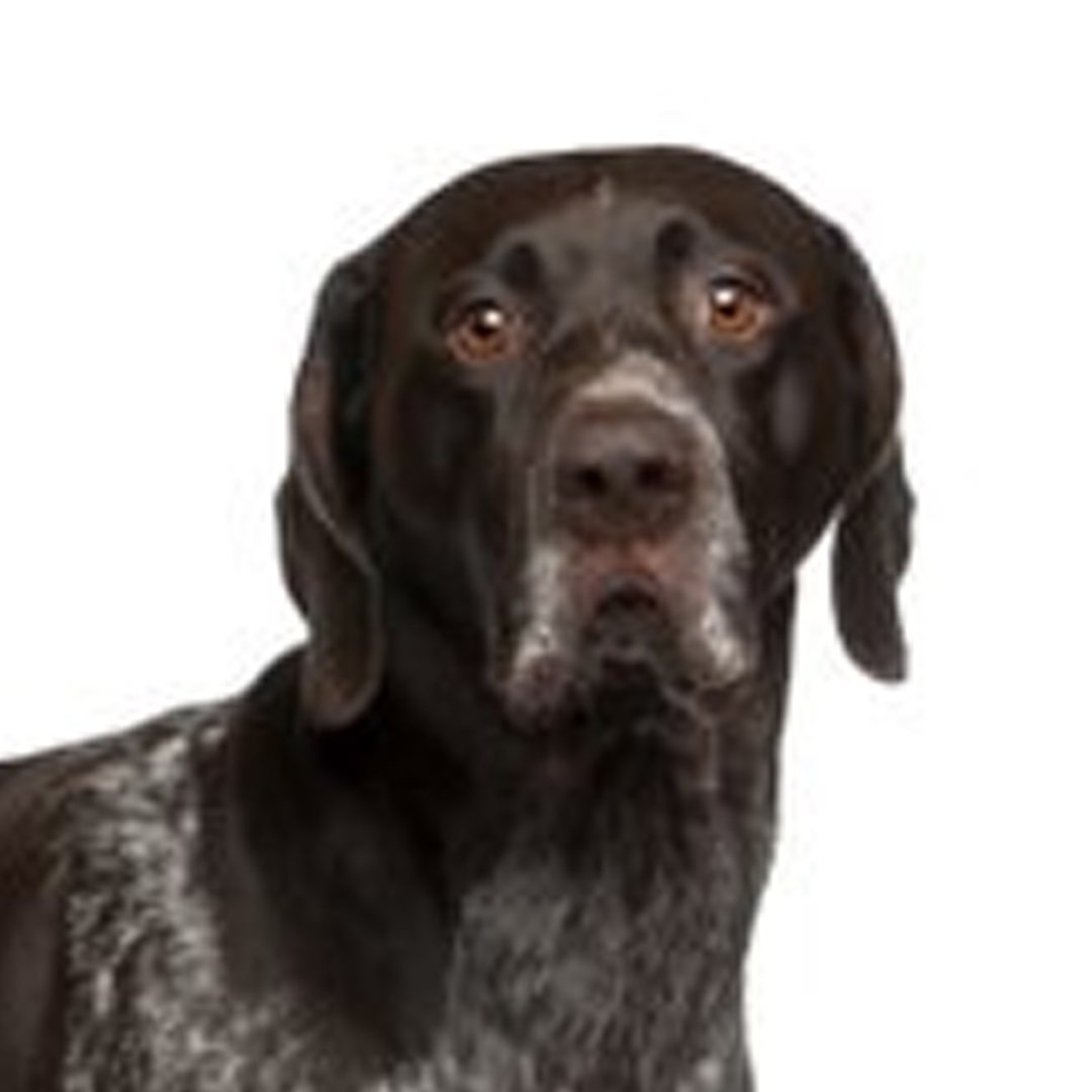 Vorstehhund korthåret Vorstehhund korthåret