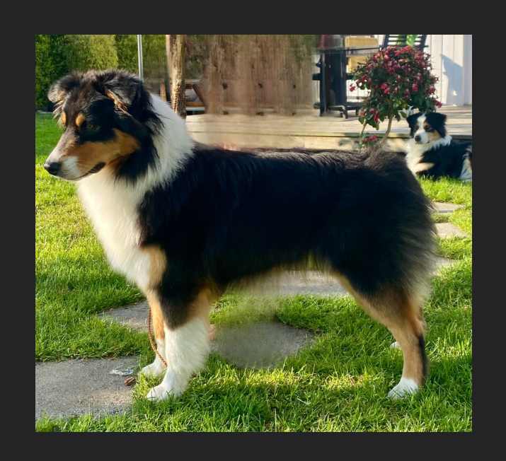 Kysthyrdens Maiden Kysthyrdens Maiden