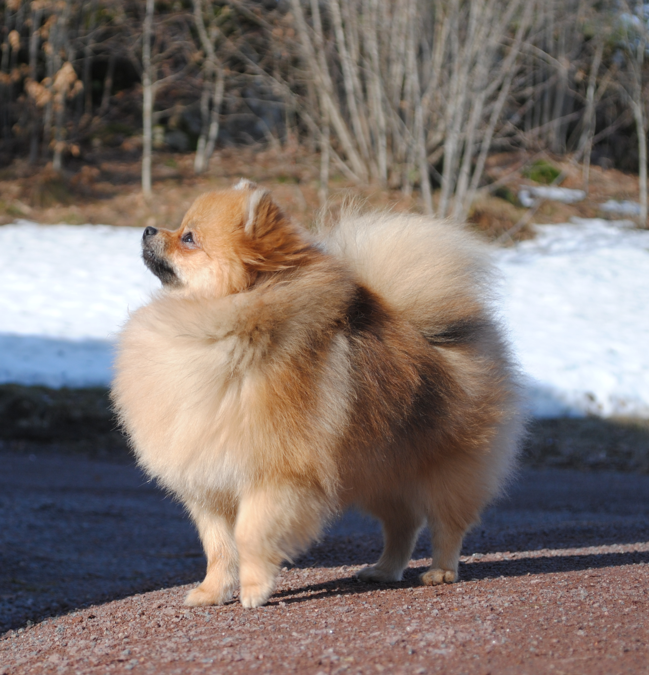 Pom Nebula`s Circle Of Life Calista