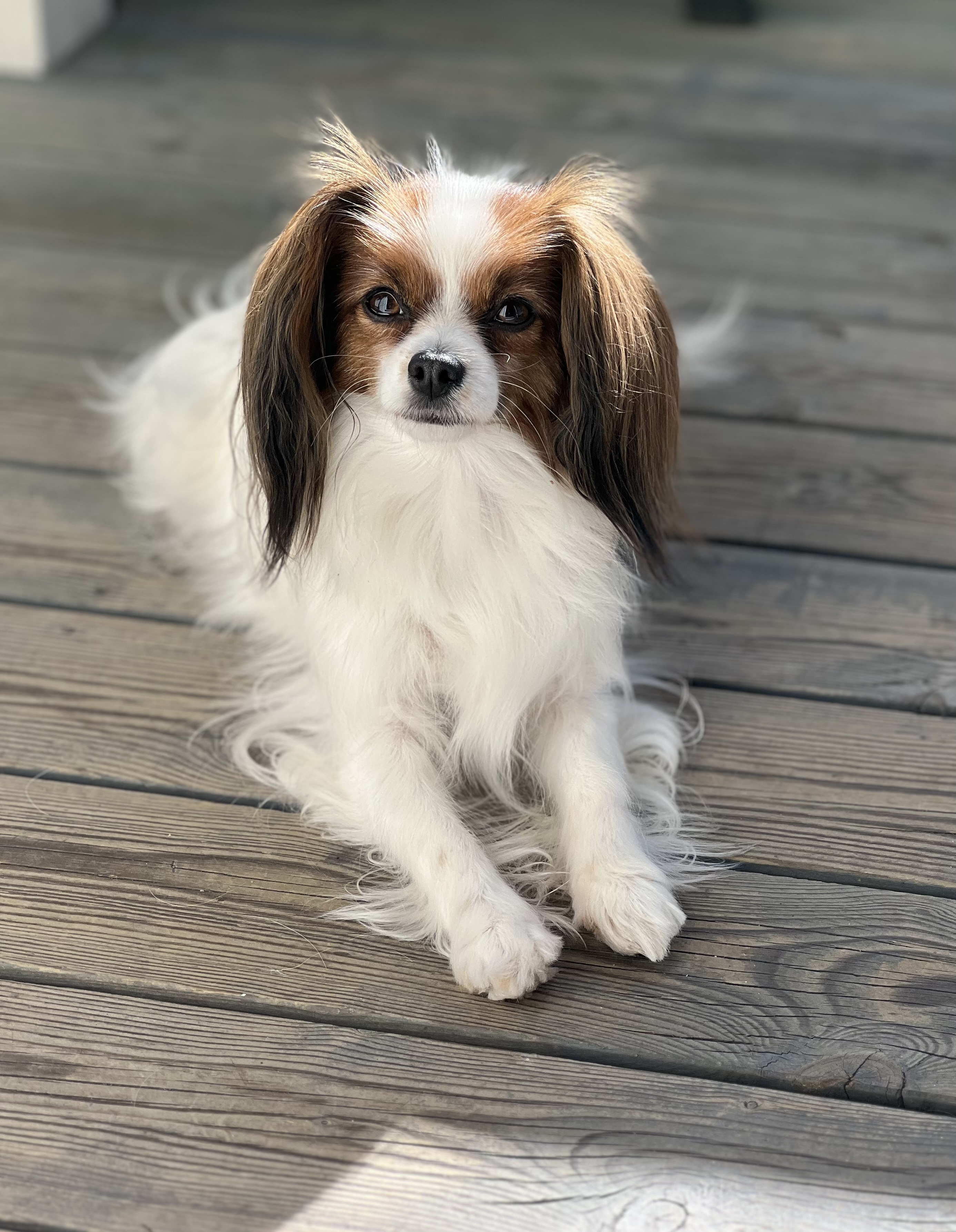 Beautiful Hope Jeallybean