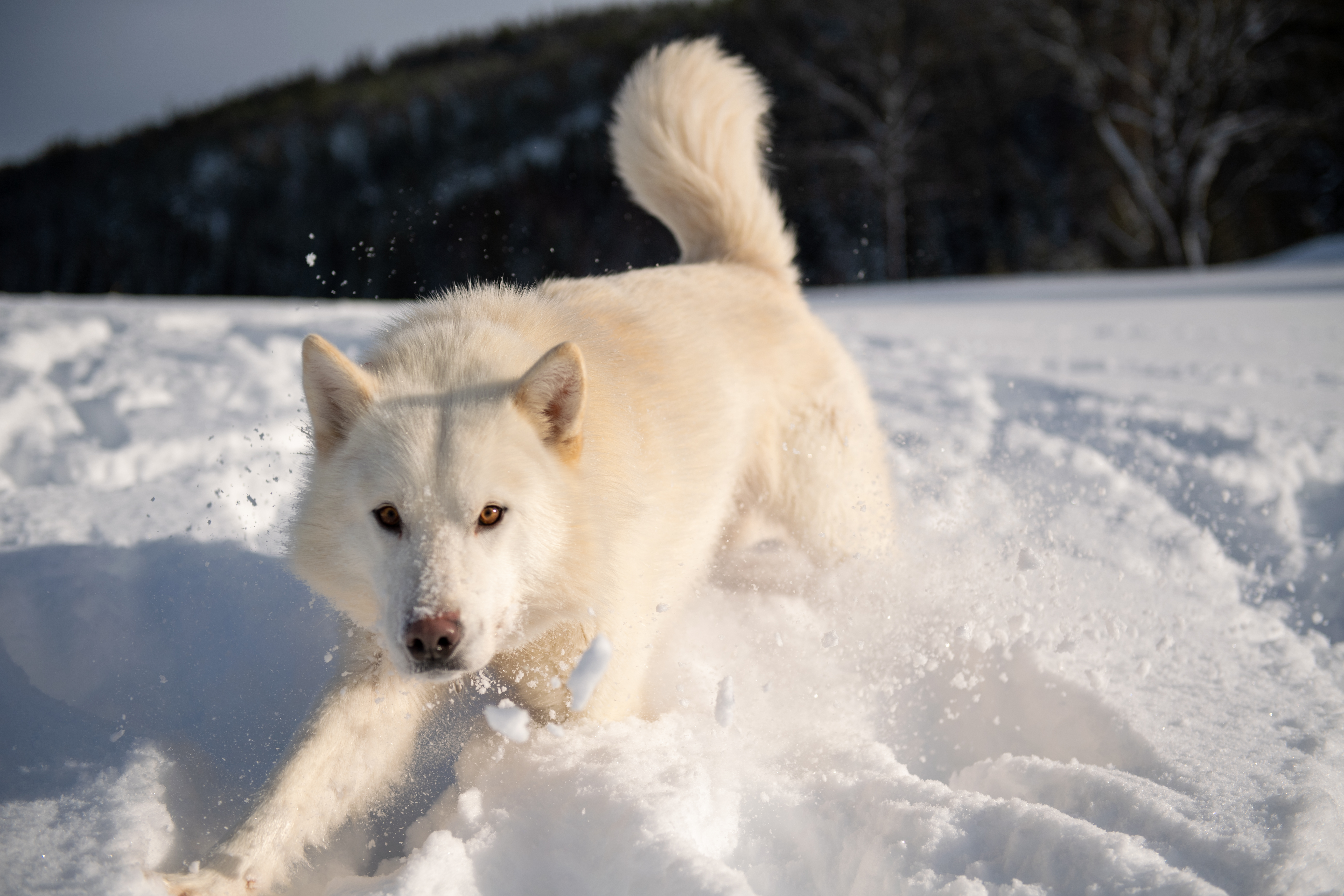 Trap Line Journey With Spirit Trap Line Journey With Spirit