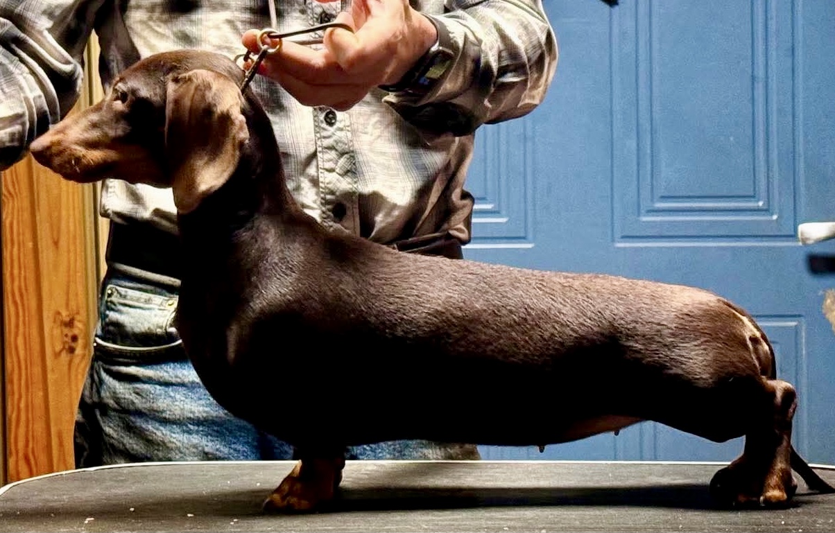 Minstemann’s Kastanje Minstemann’s Kastanje