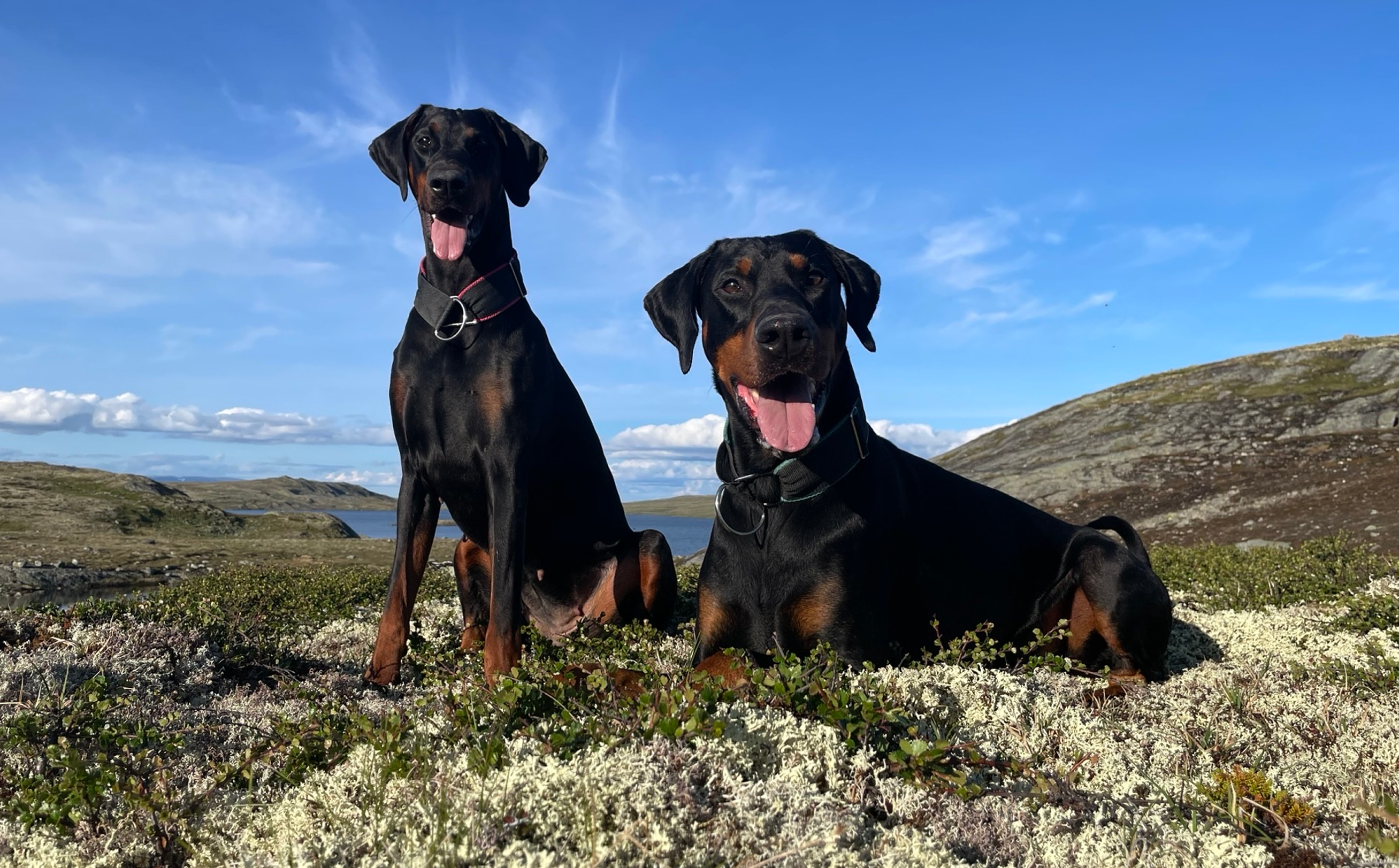 Dynamic image Dynamic image