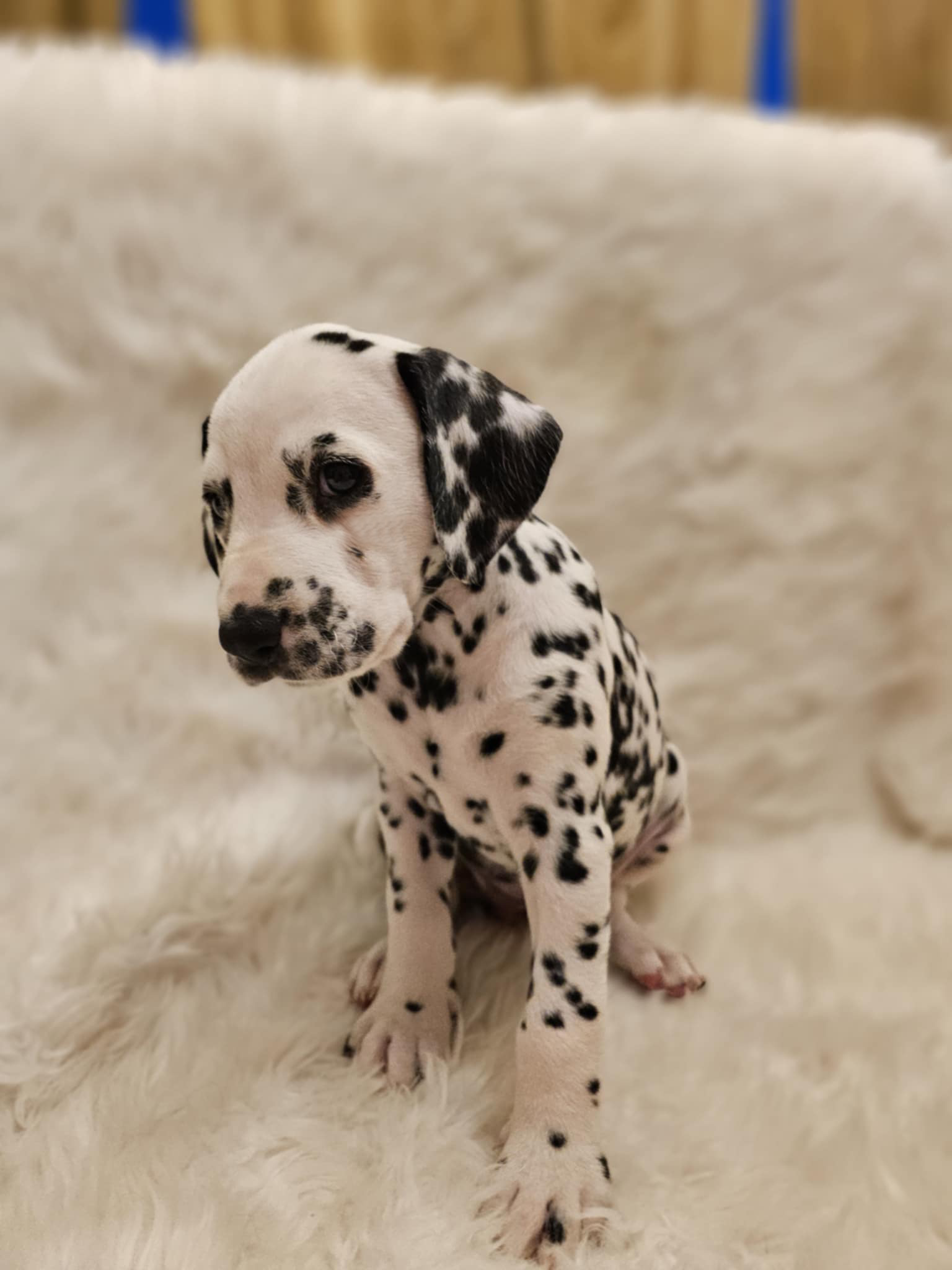 Rød Jente Rød Jente