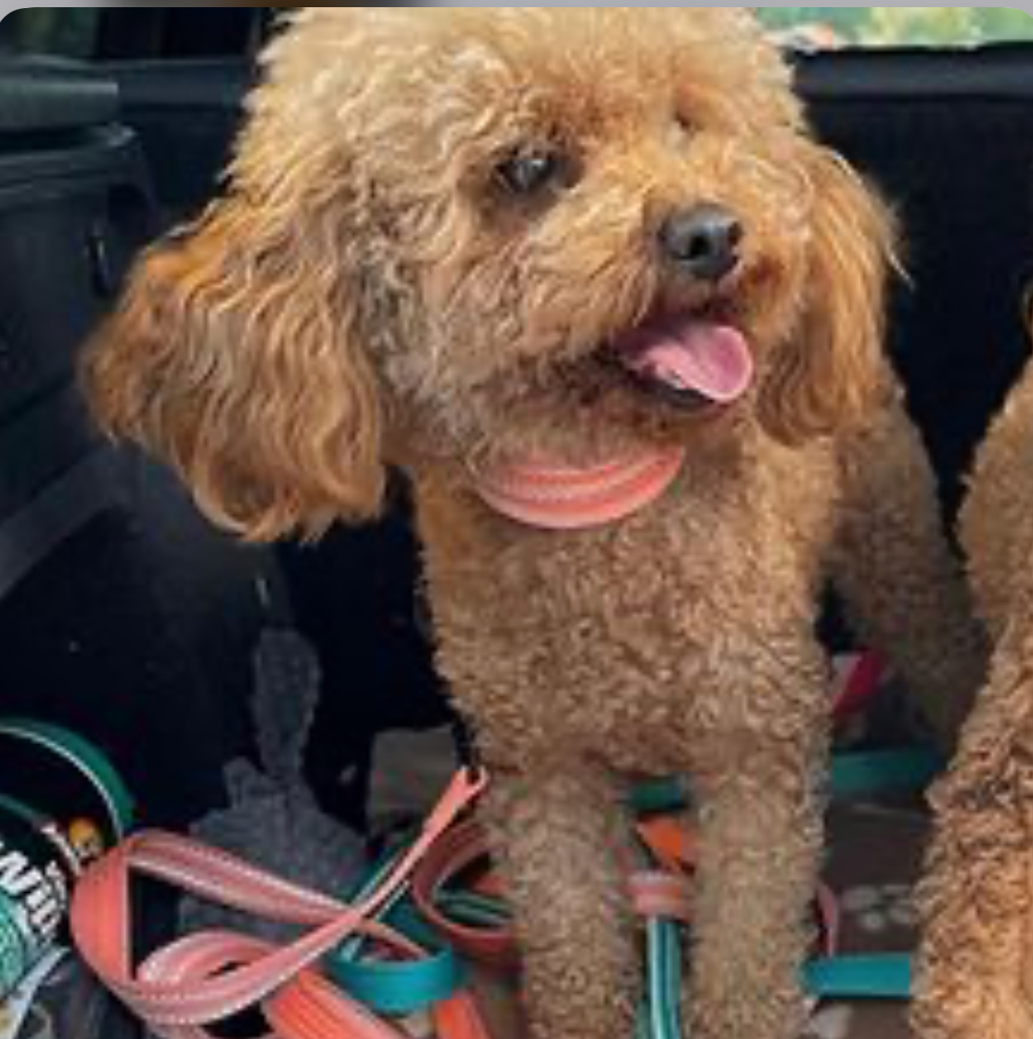 Mon Ami Dream`s Betty Belle Mon Ami Dream`s Betty Belle