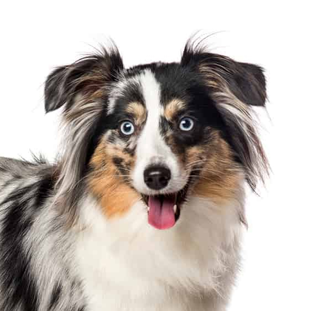 Miniature american shepherd Miniature american shepherd