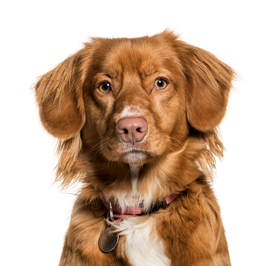 Nova scotia duck tolling retriever Nova scotia duck tolling retriever