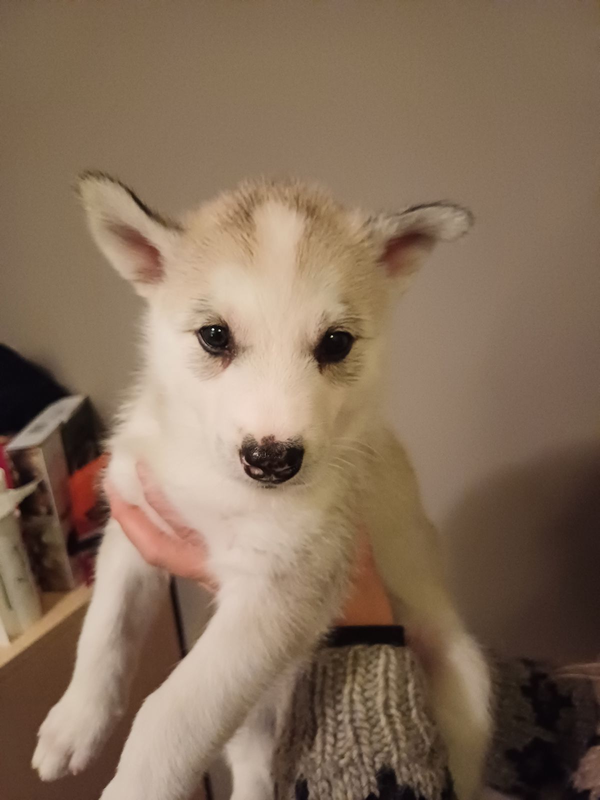 M&M' Gneis Ikas M&M' Gneis Ikas