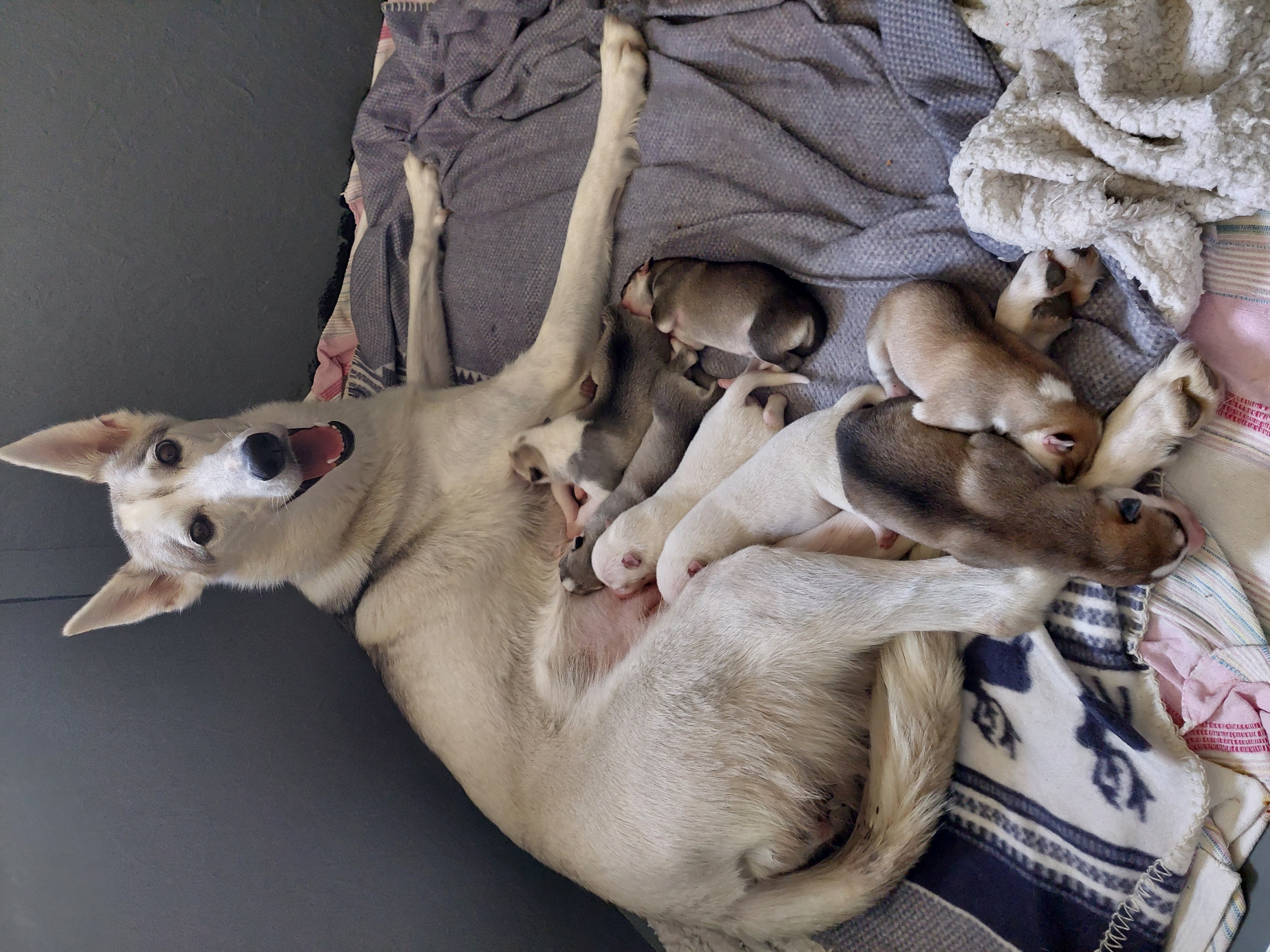 Huskyville's Modige Stella Huskyville's Modige Stella