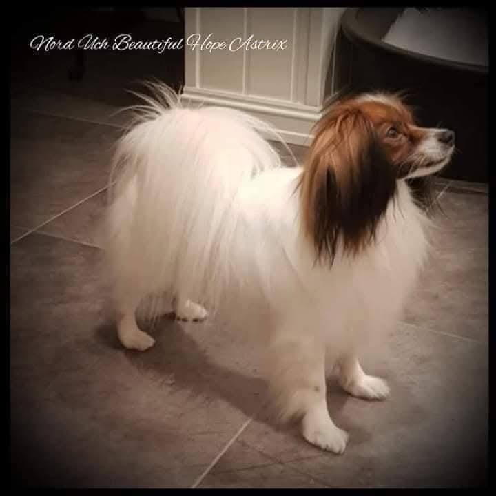 Beautiful Hope Astrix  (Noah)