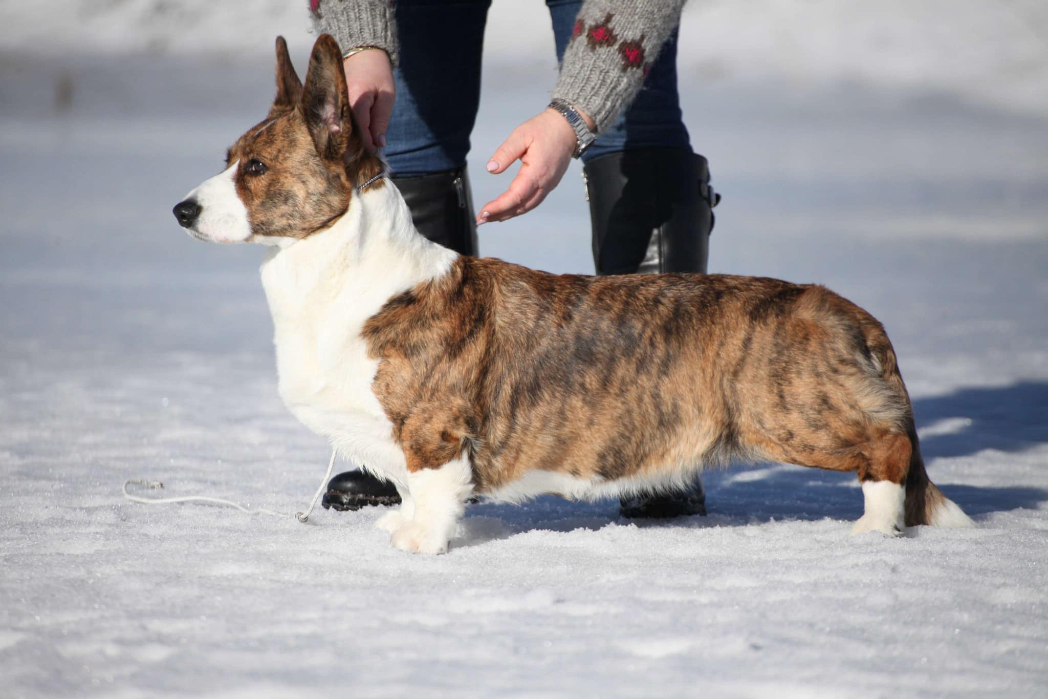 Duomatix Lady Stardust Duomatix Lady Stardust