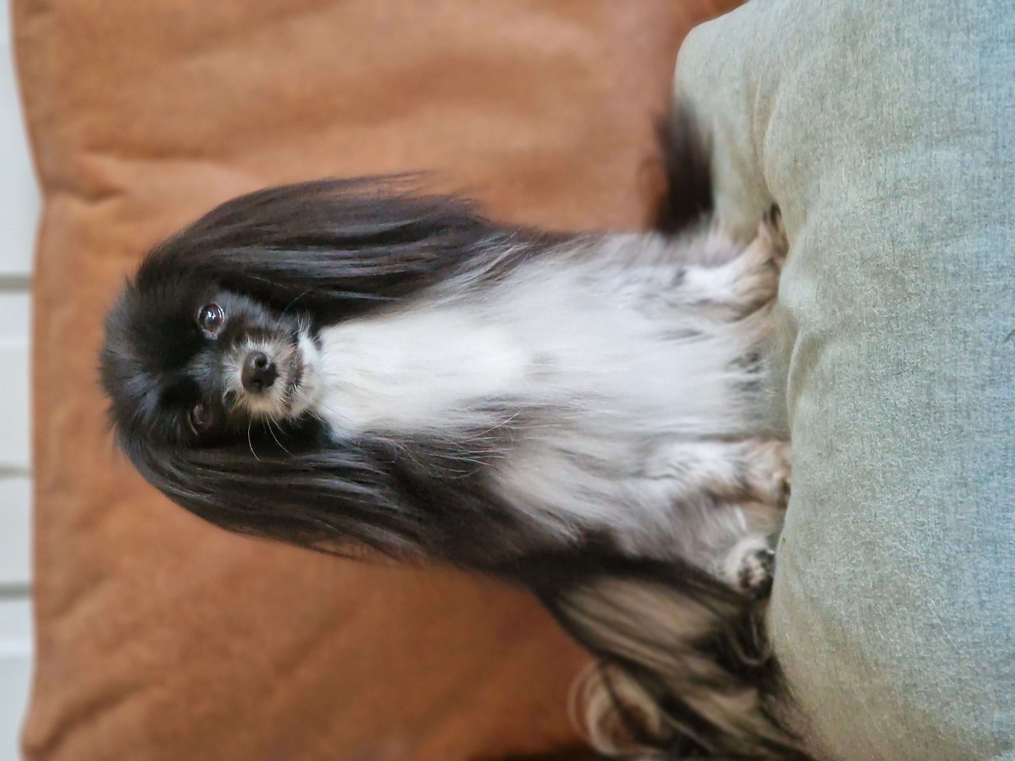 Minelos Dream Sweet Bonita 