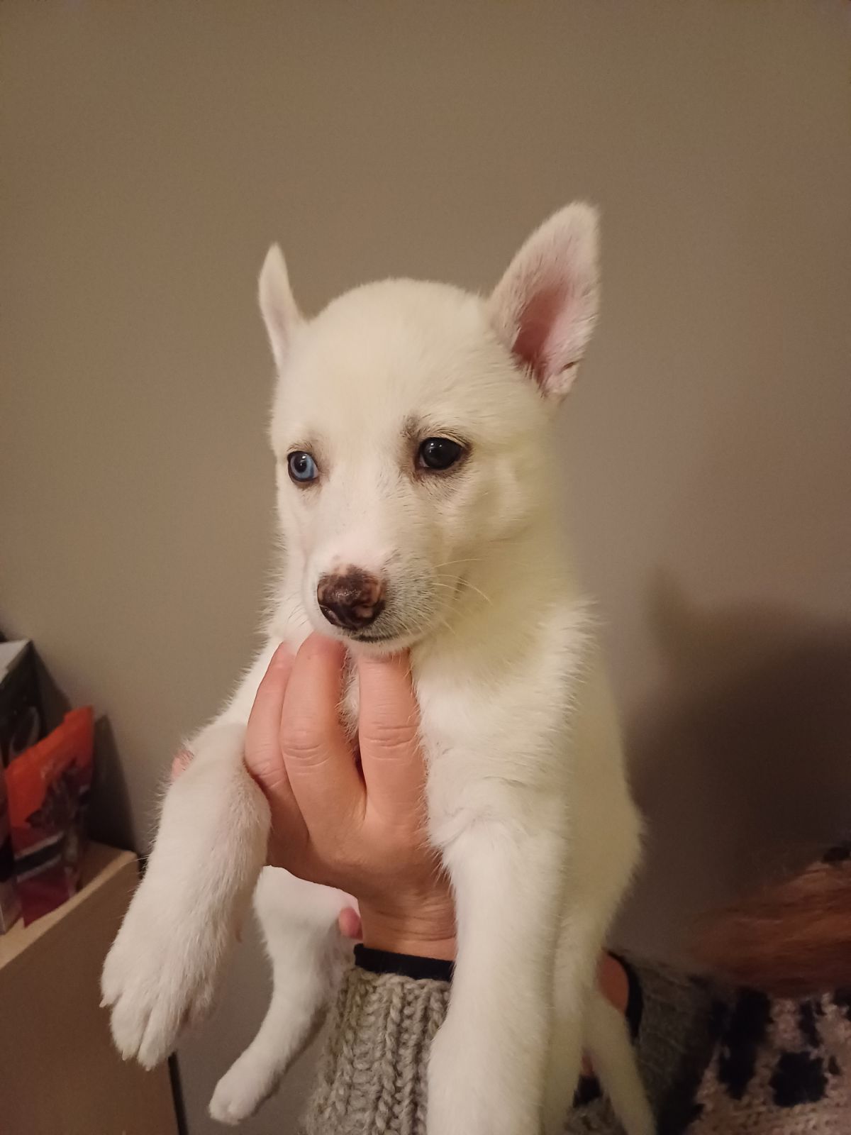 M&M' Kvarts M&M' Kvarts