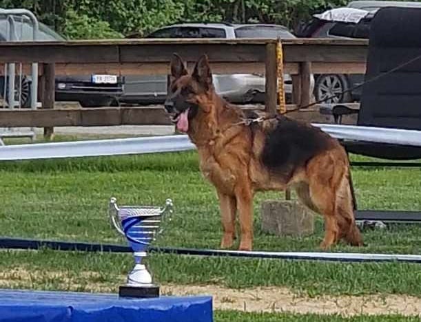 Bukkesti vicky Bukkesti vicky