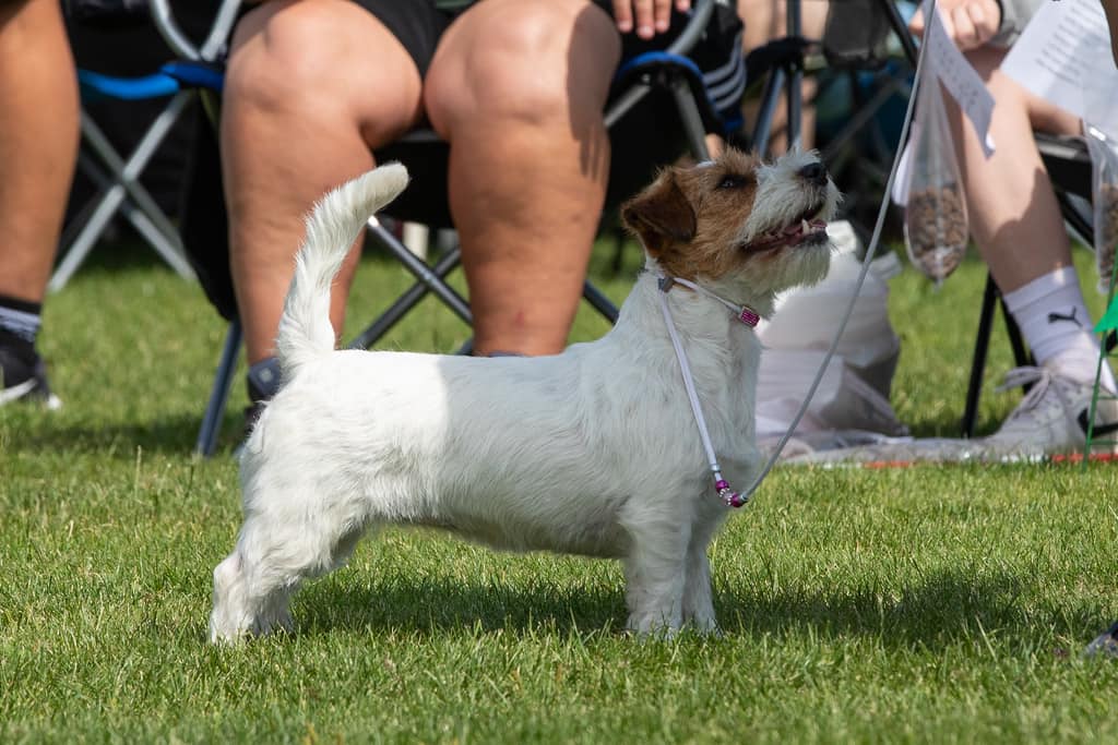 Jacks'R'us Twilight Pink Willow Jacks'R'us Twilight Pink Willow