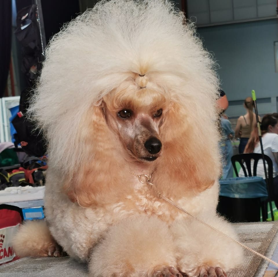 Tixobambixo's Jol-Ark Tixobambixo's Jol-Ark