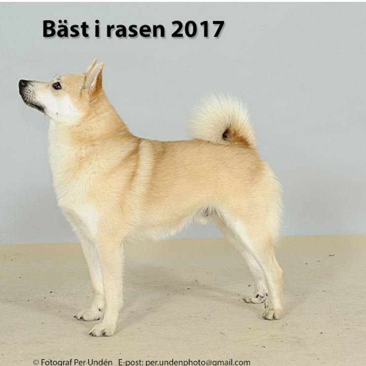 Fantejentas Berger Fantejentas Berger