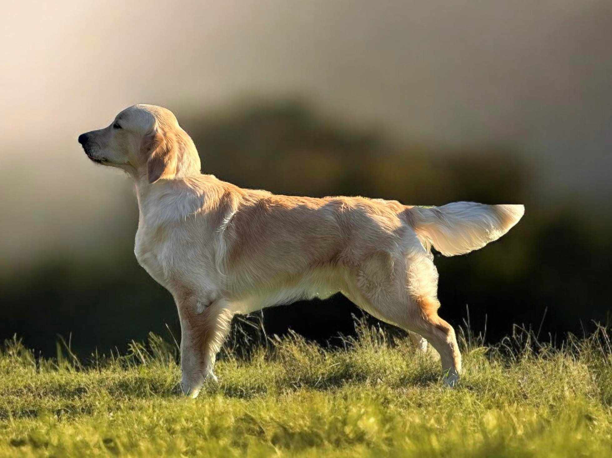 Golden Agapi's Isn't She Lovely