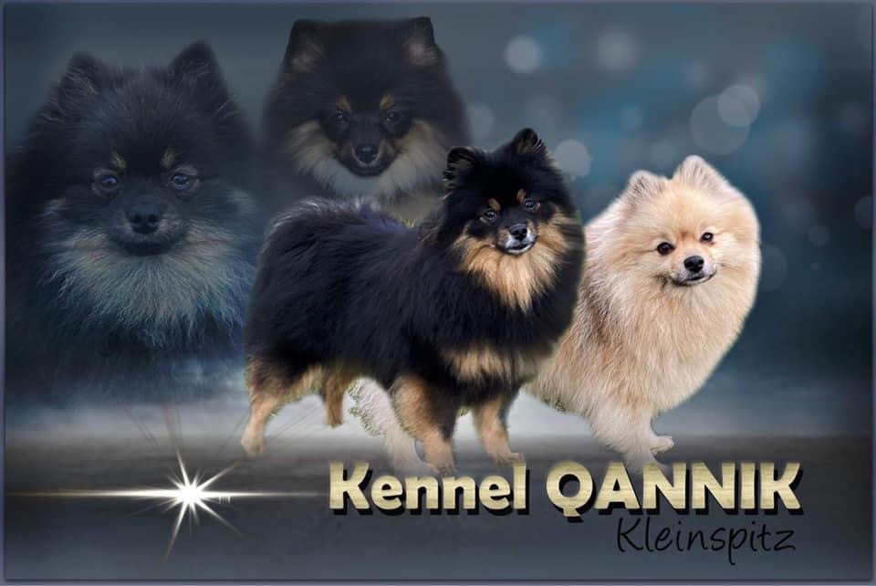 Kennel Qannik Kennel Qannik