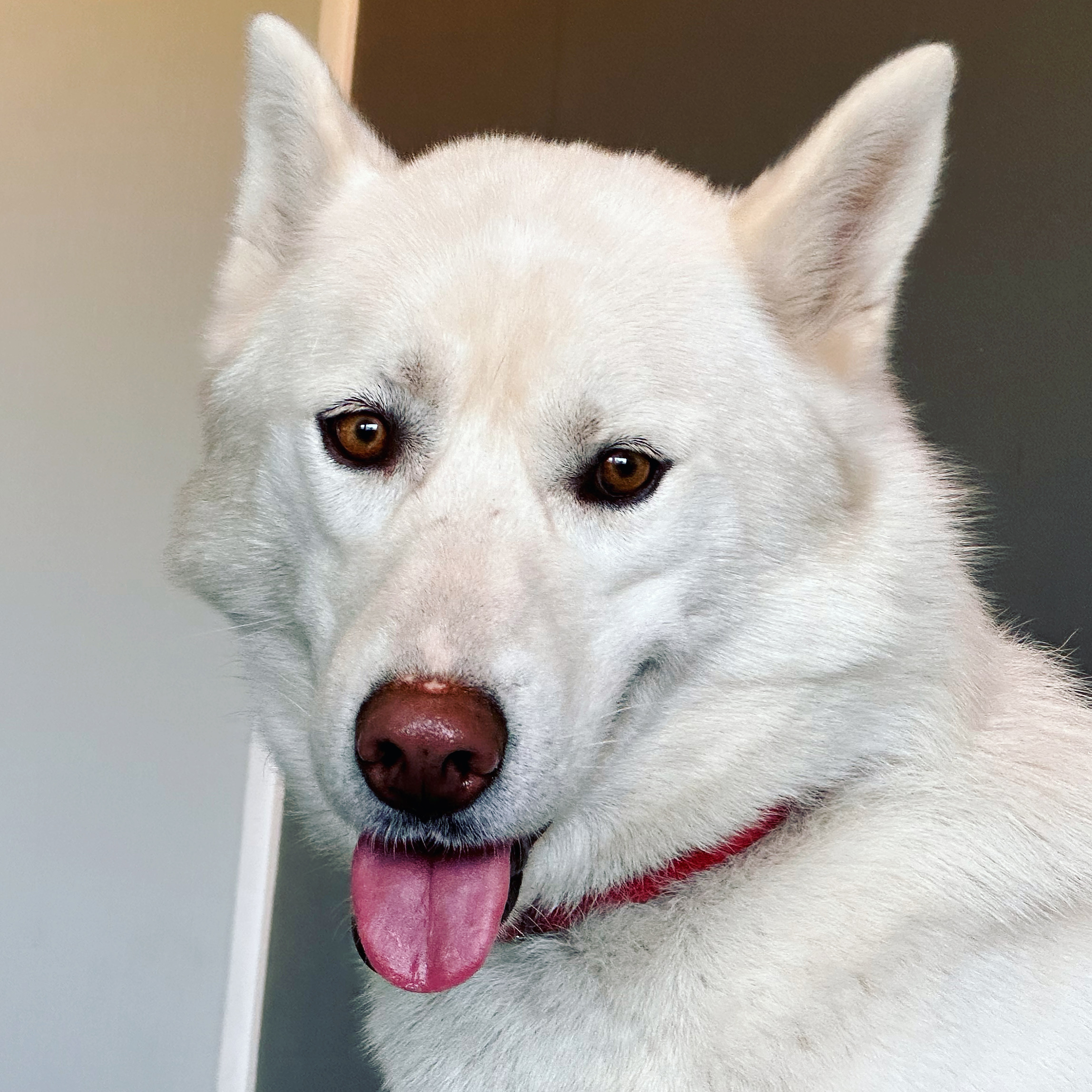 NTCH Hedmarksvidda Qanik NTCH Hedmarksvidda Qanik