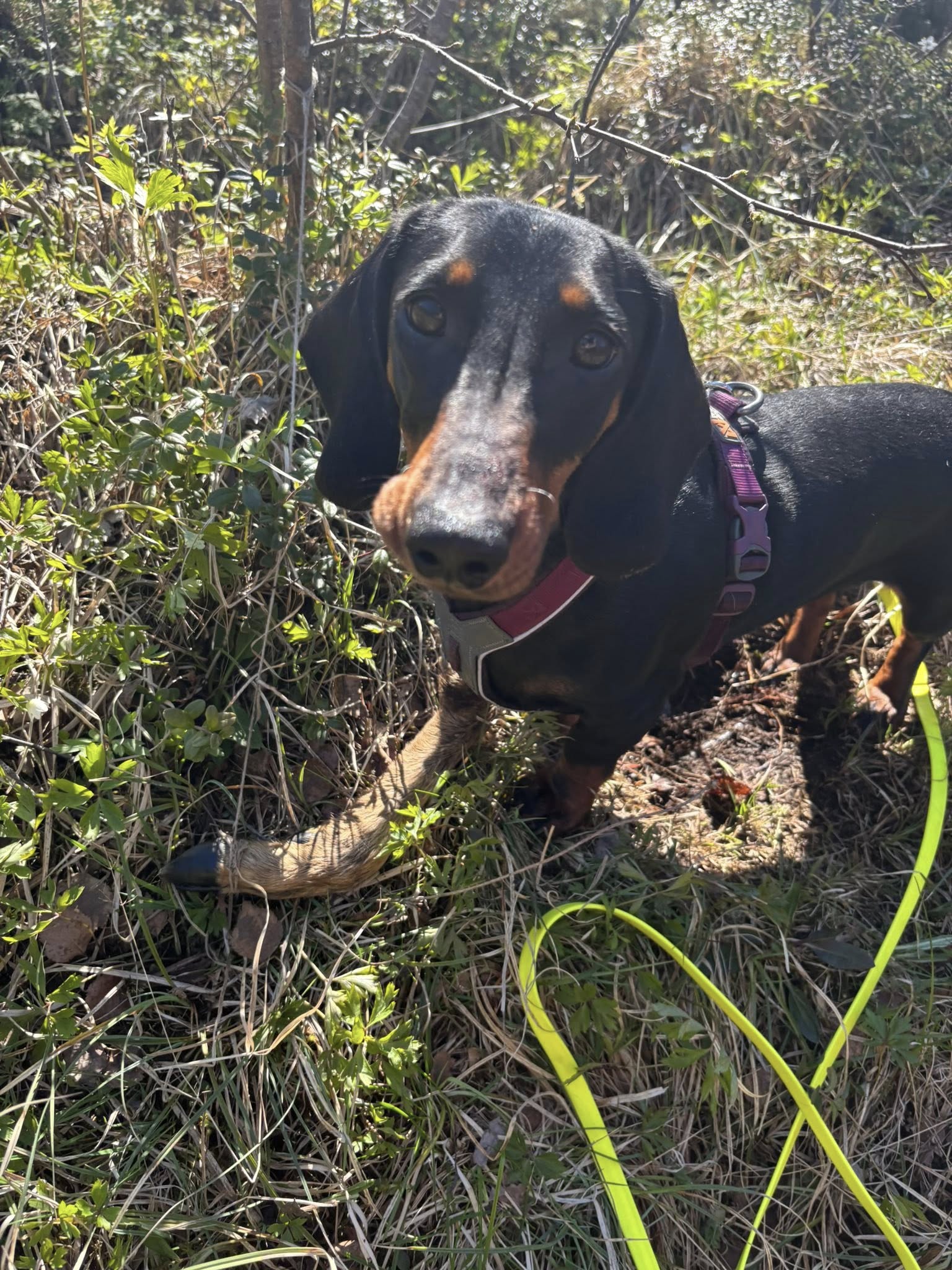 Pediculus Gode Gurine