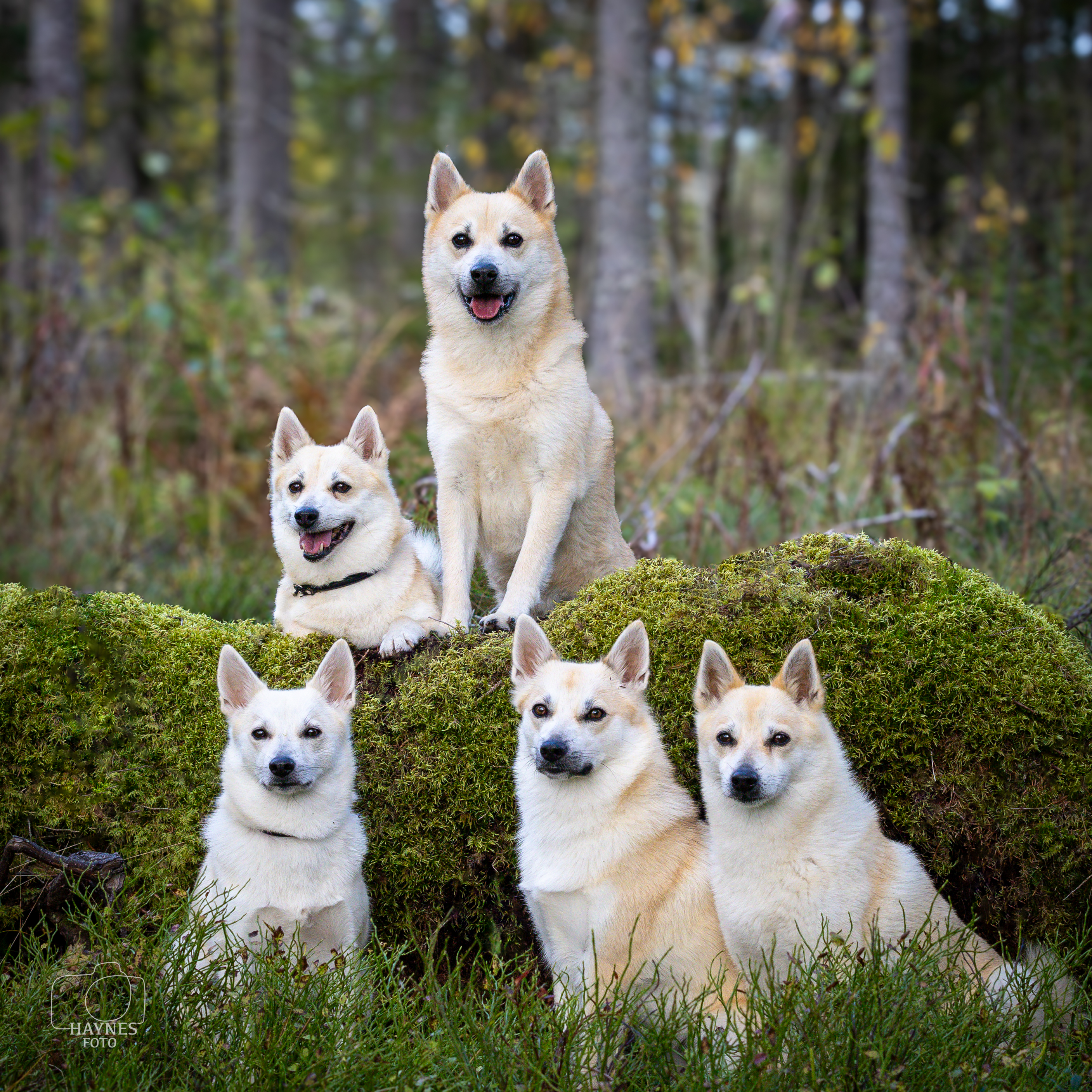 Ingvill Brenden Ingvill Brenden