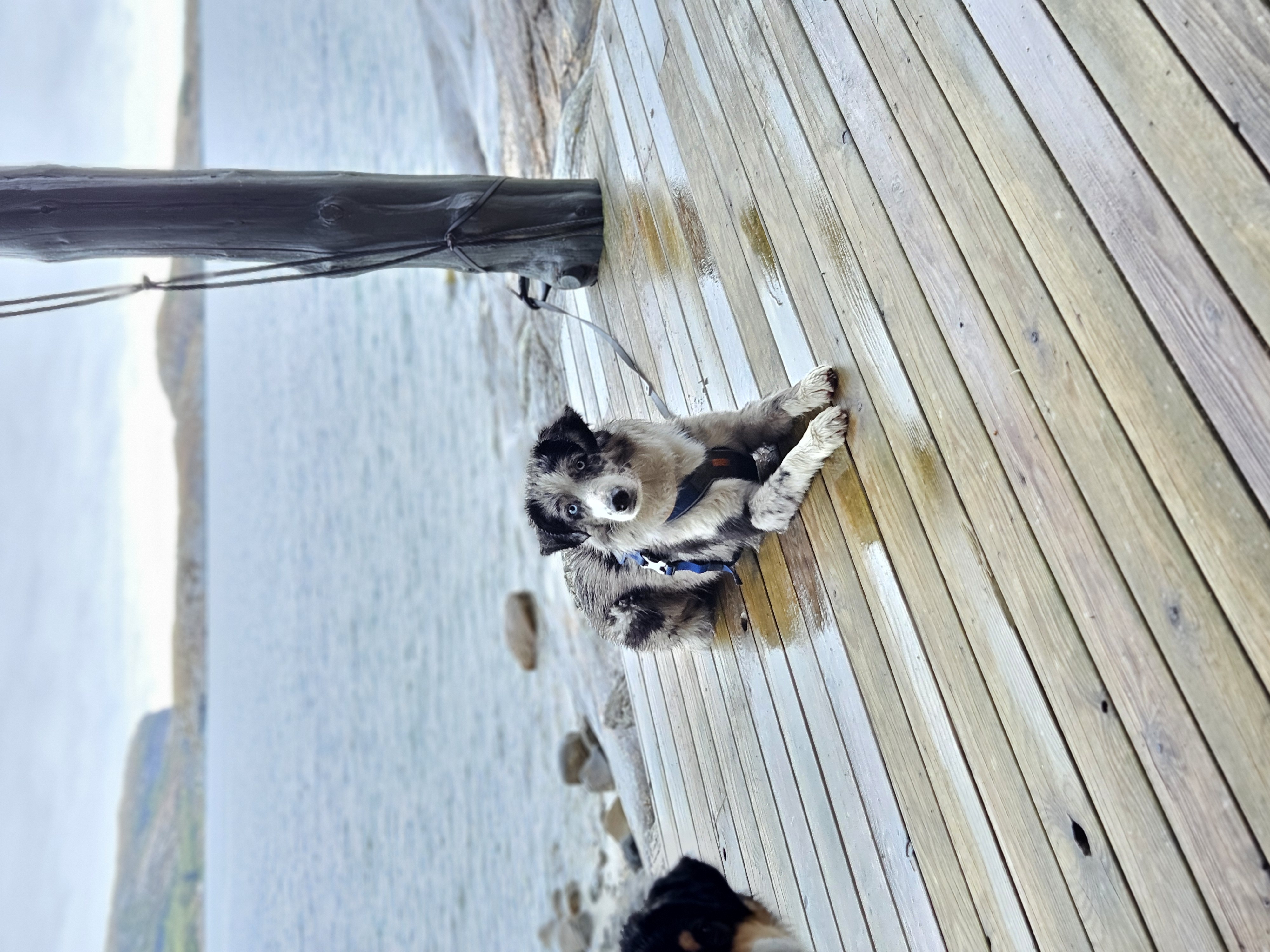 Fianas Tribes Finest Blueberry Fianas Tribes Finest Blueberry