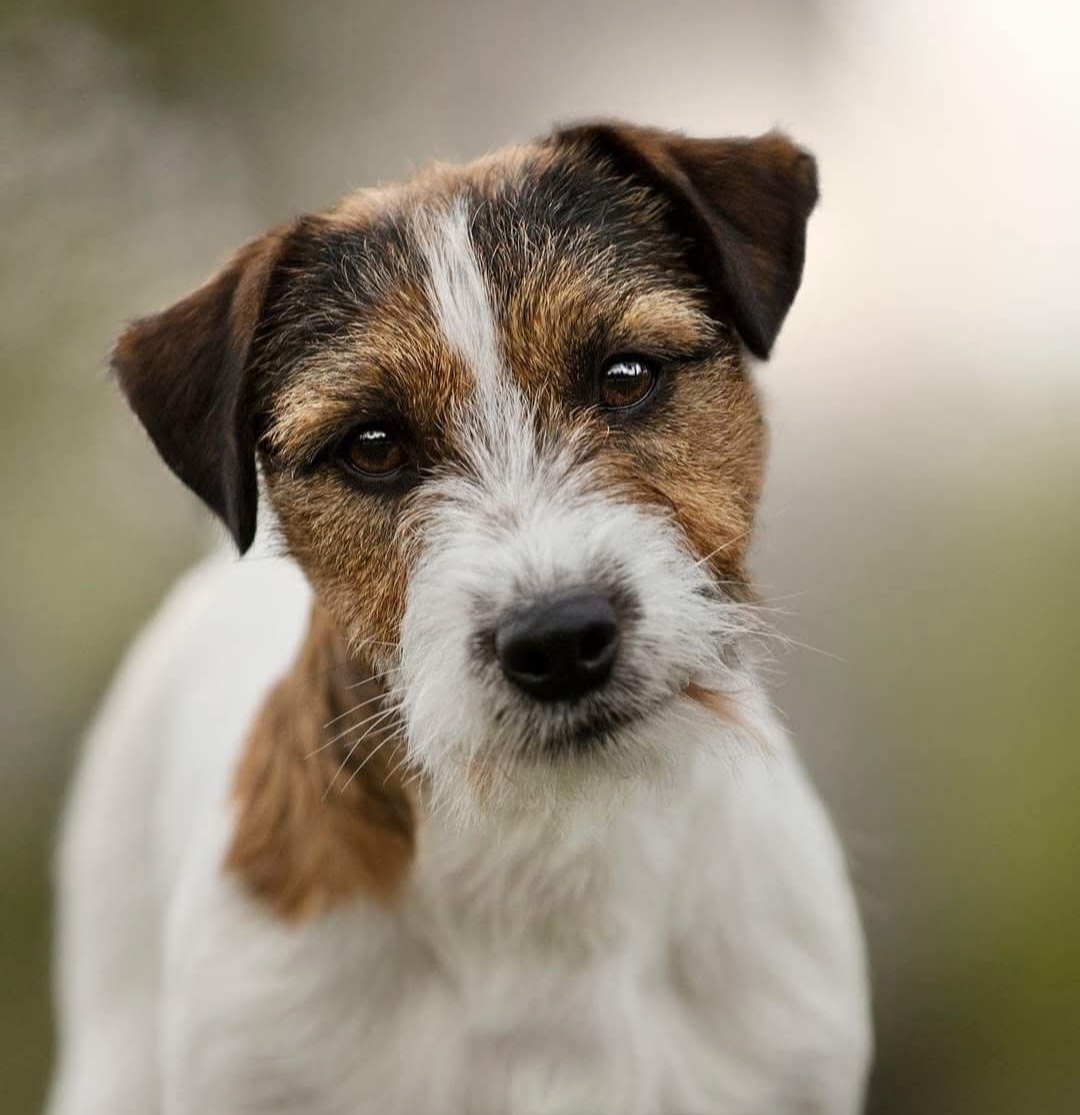 L'etoile Ju Incroyable Succes 