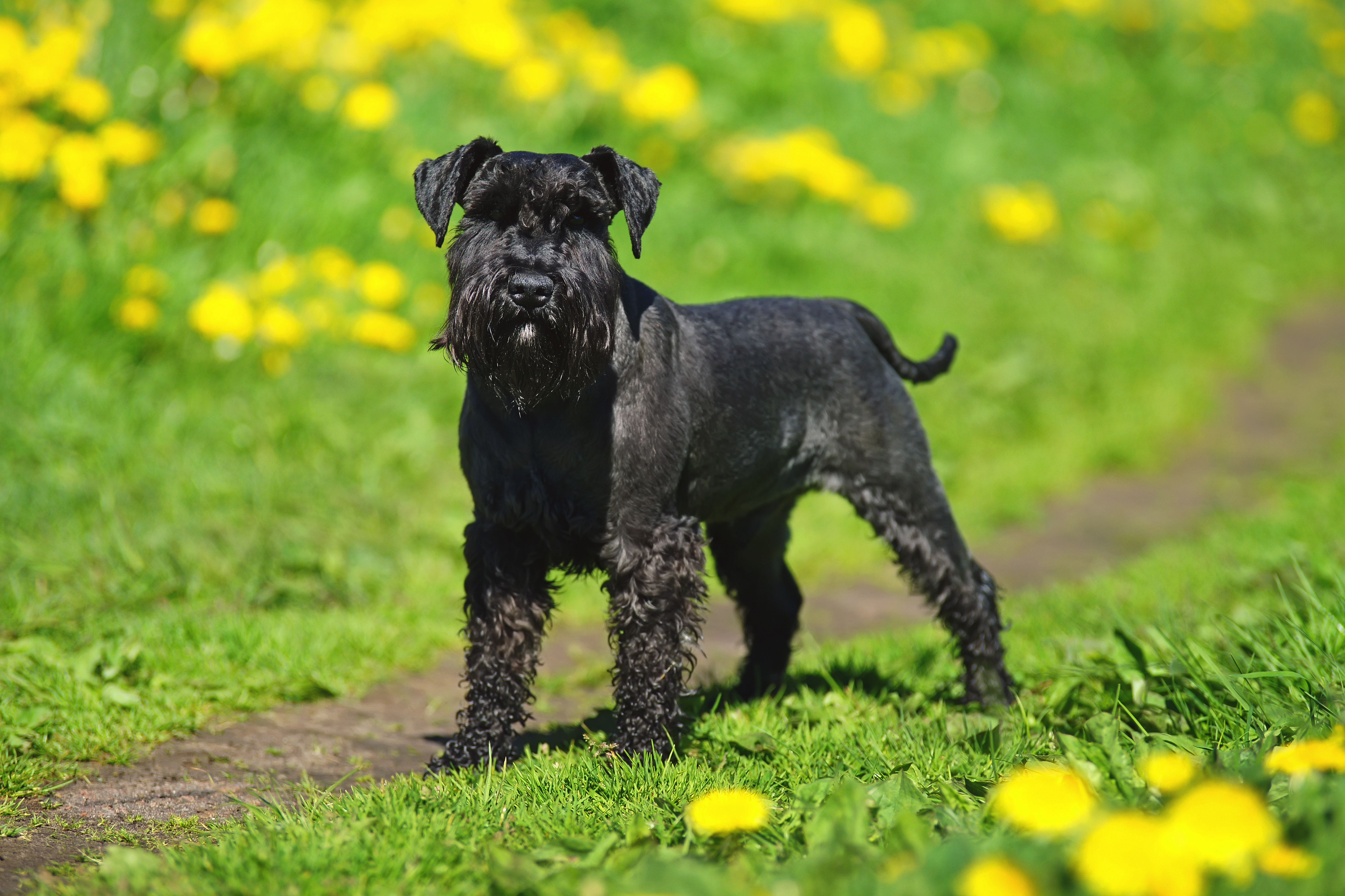 Dvergschnauzer sort Dvergschnauzer sort