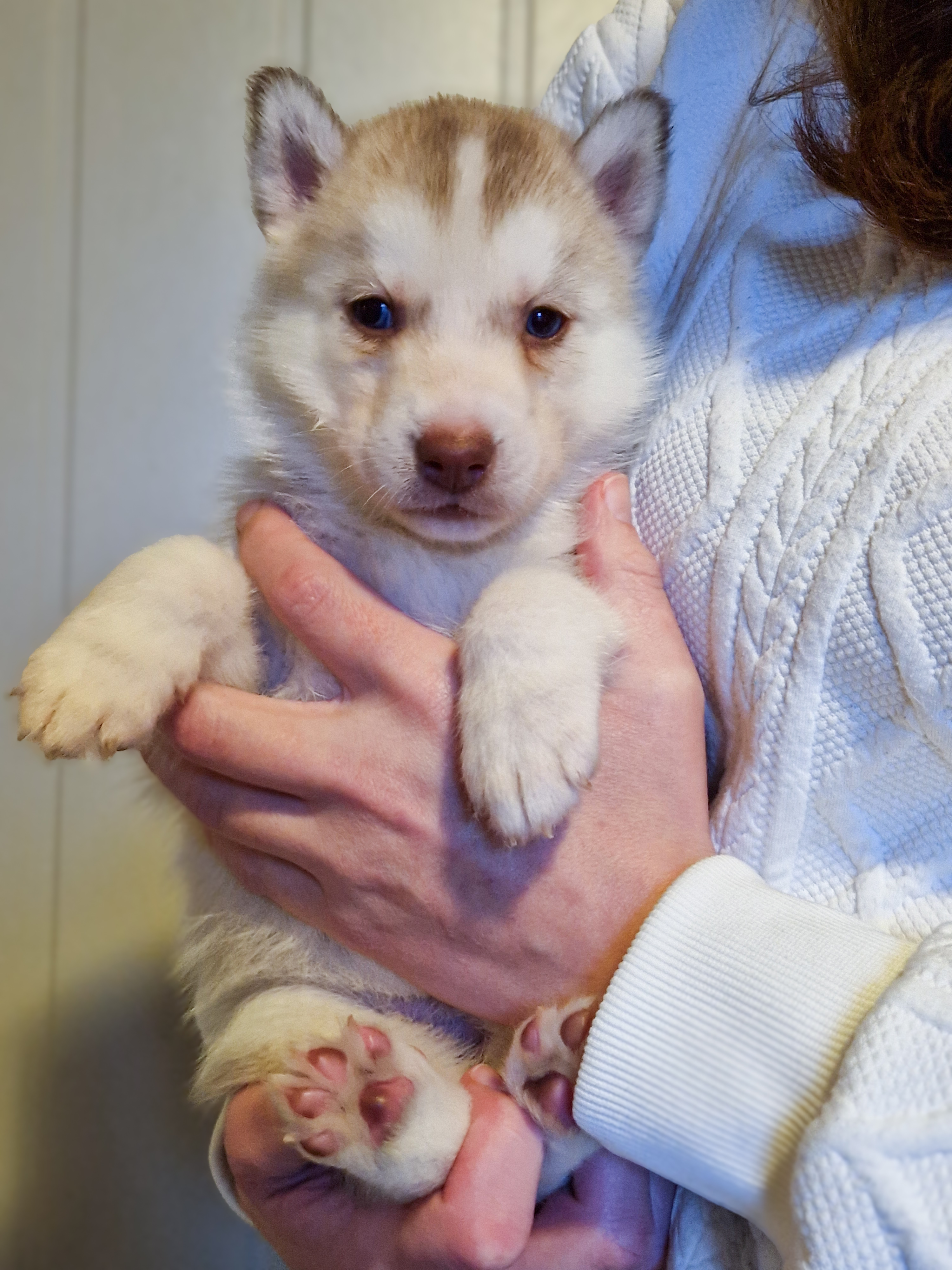 Oransje valp Oransje valp