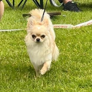 Misty Meadows Only In My Dreams Misty Meadows Only In My Dreams