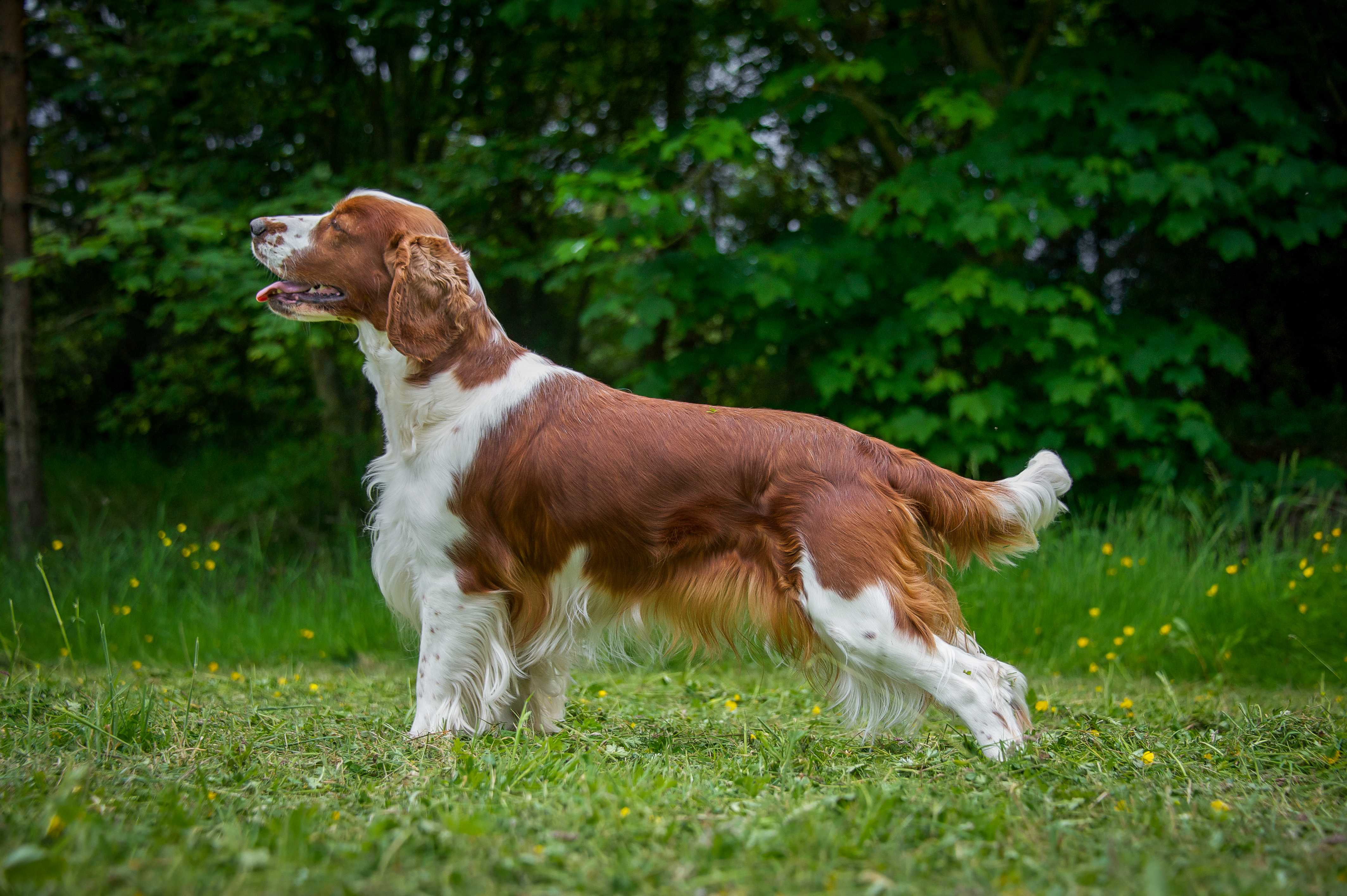 Welsh springer spaniel Welsh springer spaniel