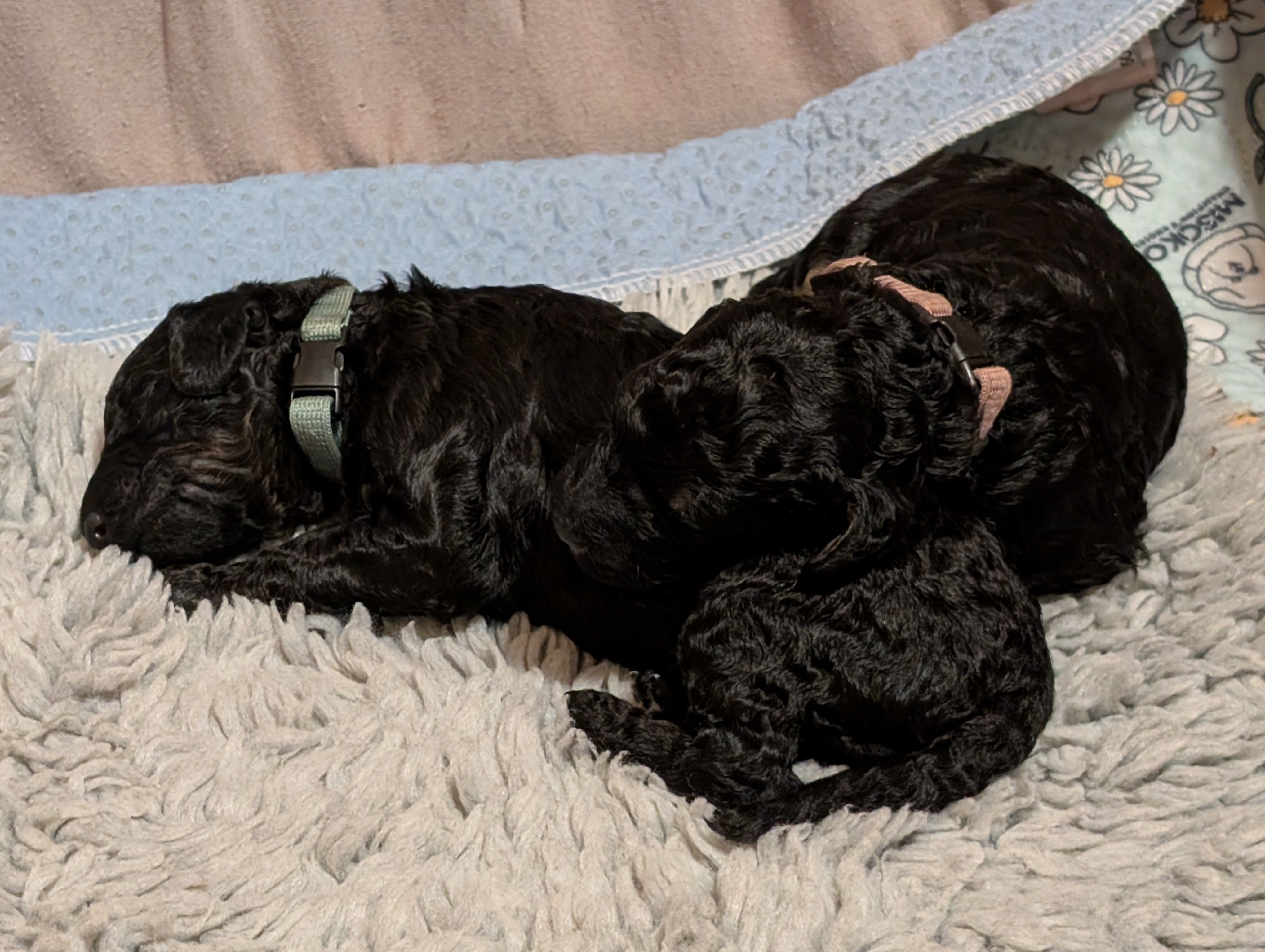 BjørnePias Ingileifur BjørnePias Ingileifur