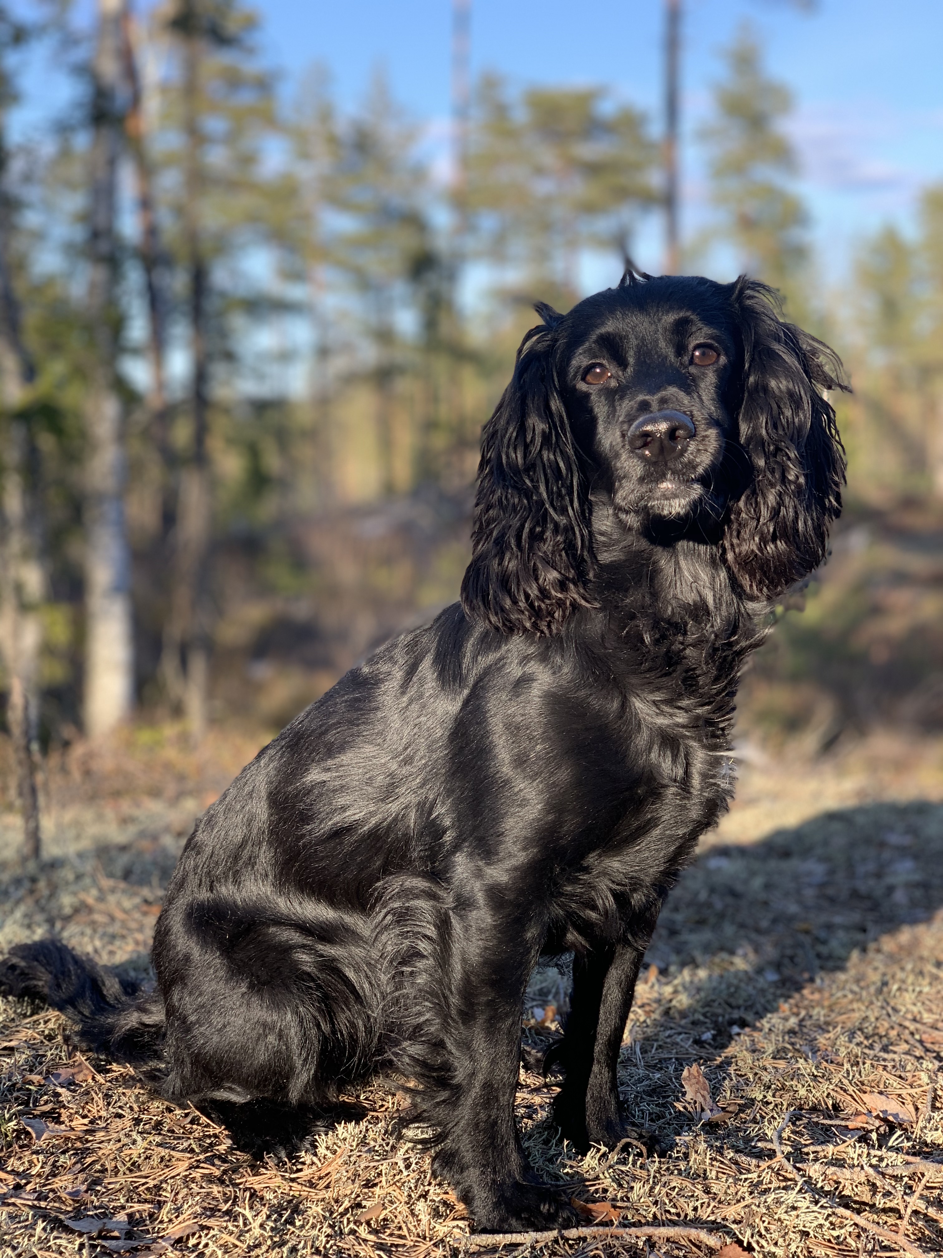 Punky (Eventide’s Towanda) Punky (Eventide’s Towanda)