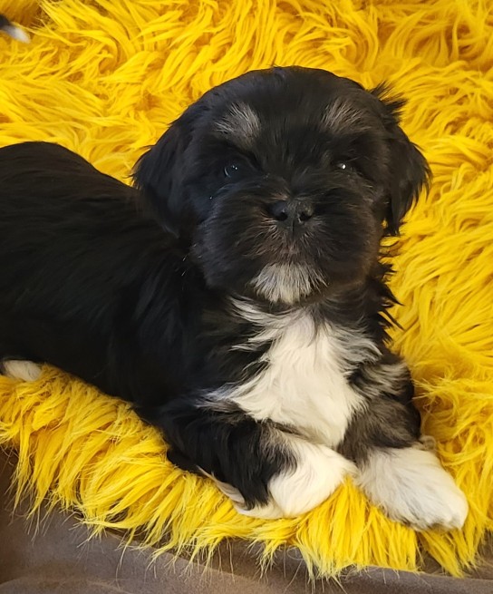 Nordic Lhasa Black Pearl Nordic Lhasa Black Pearl