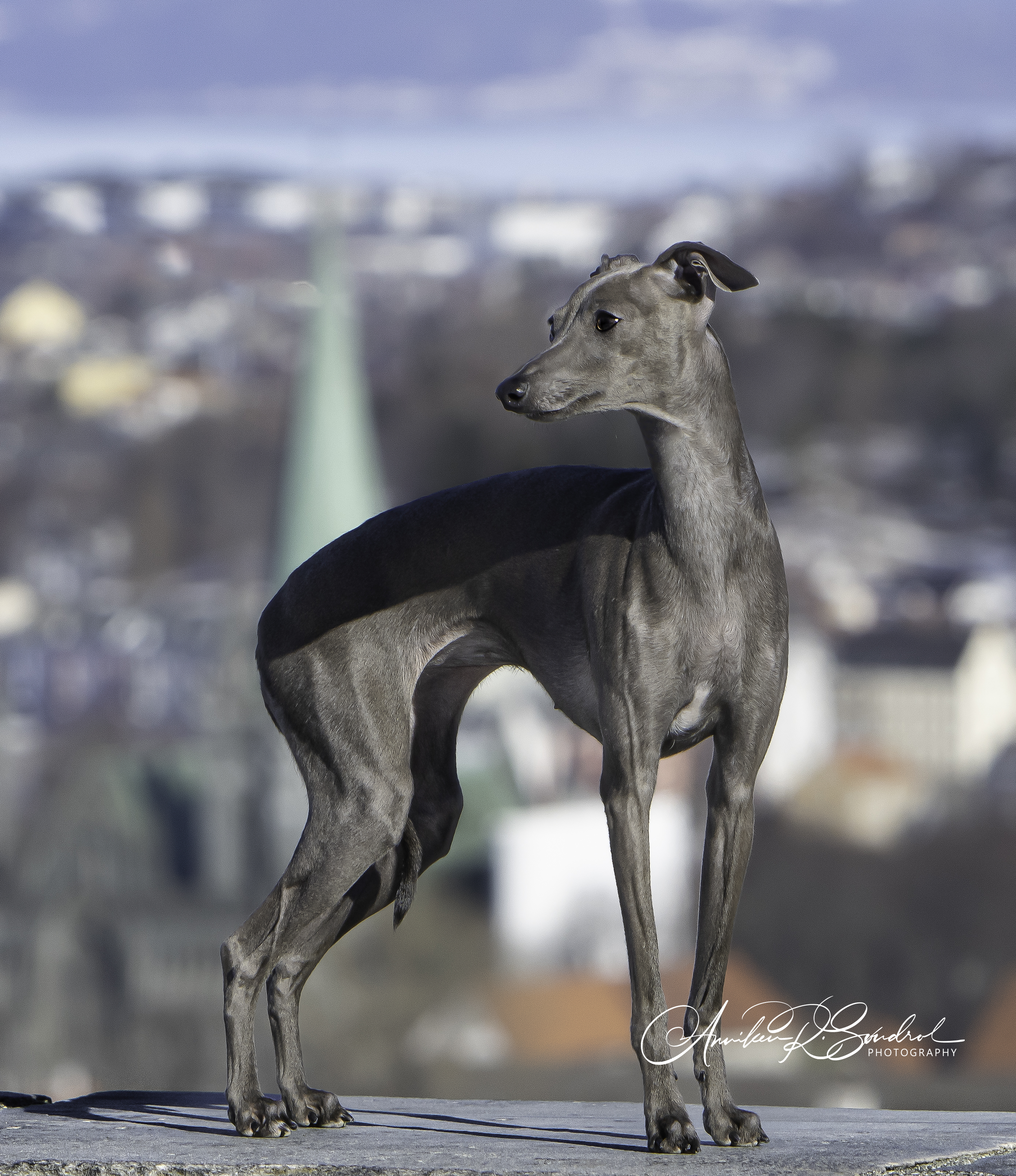 NO SE CH Royal Lady's Domicella NO SE CH Royal Lady's Domicella