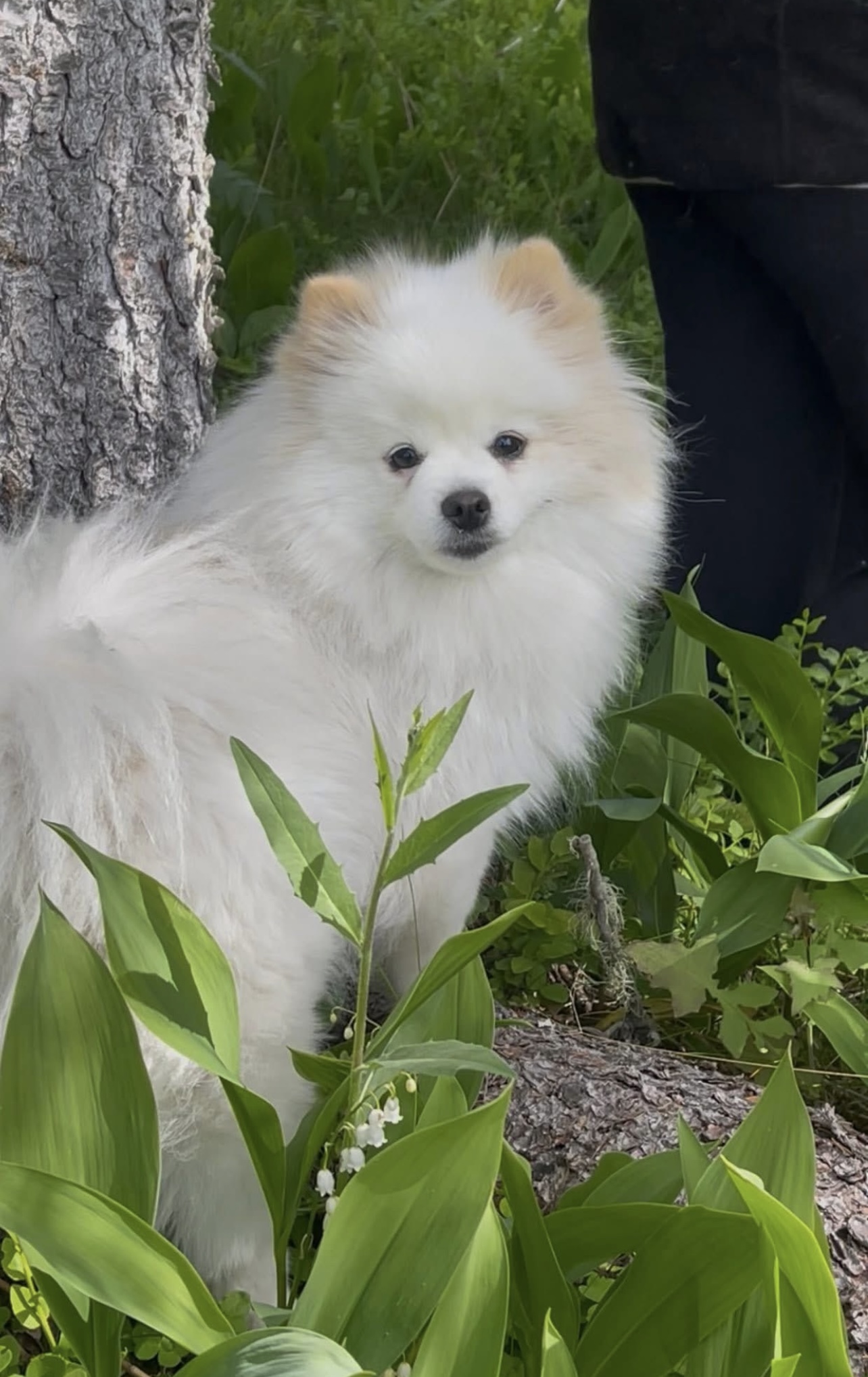 Villa Mimolas Revetal The Passion Villa Mimolas Revetal The Passion