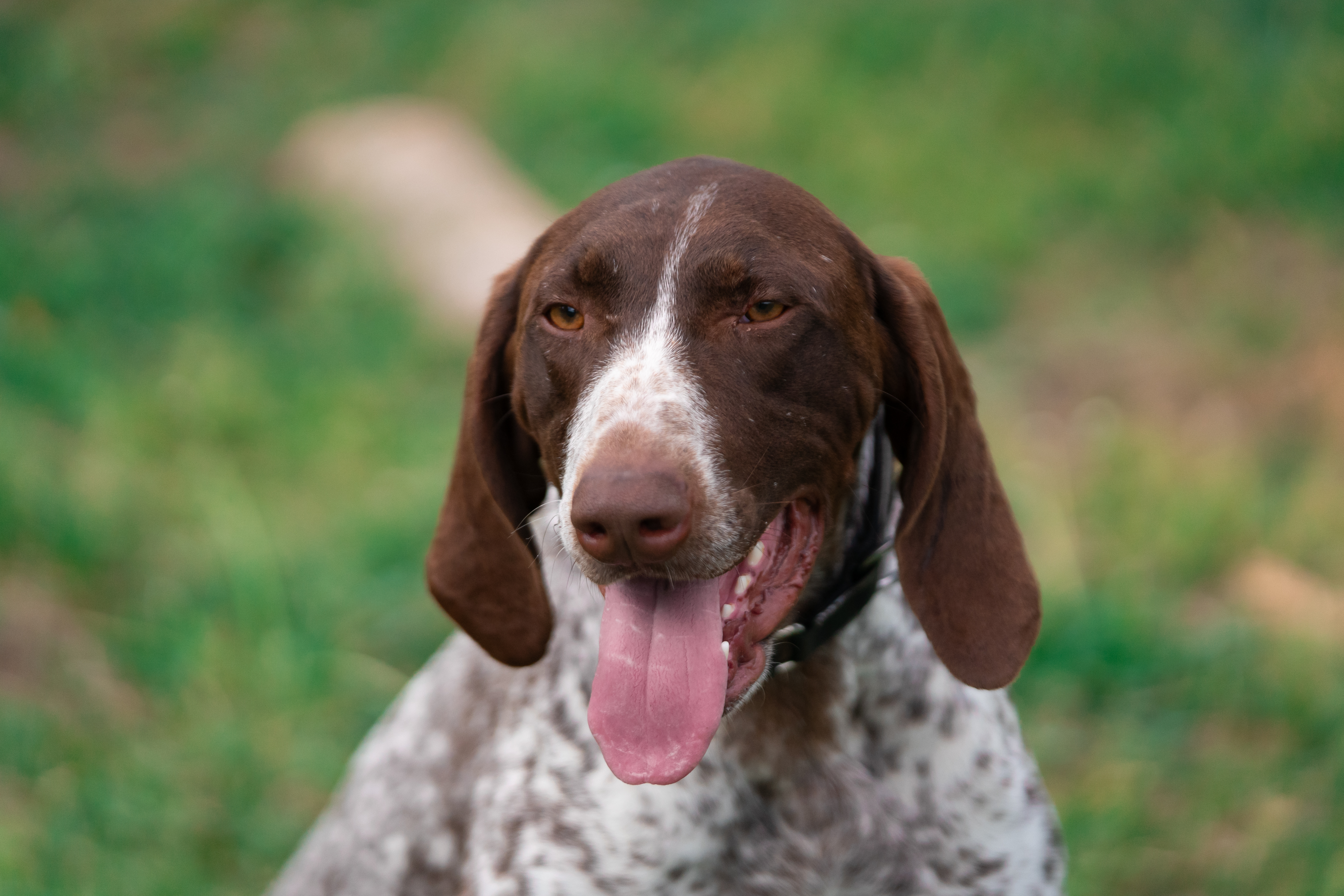 Fosslias Dixie Fosslias Dixie