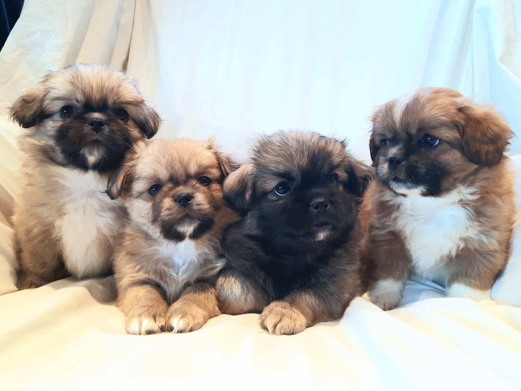 Bianca`s dream team Bianca`s dream team