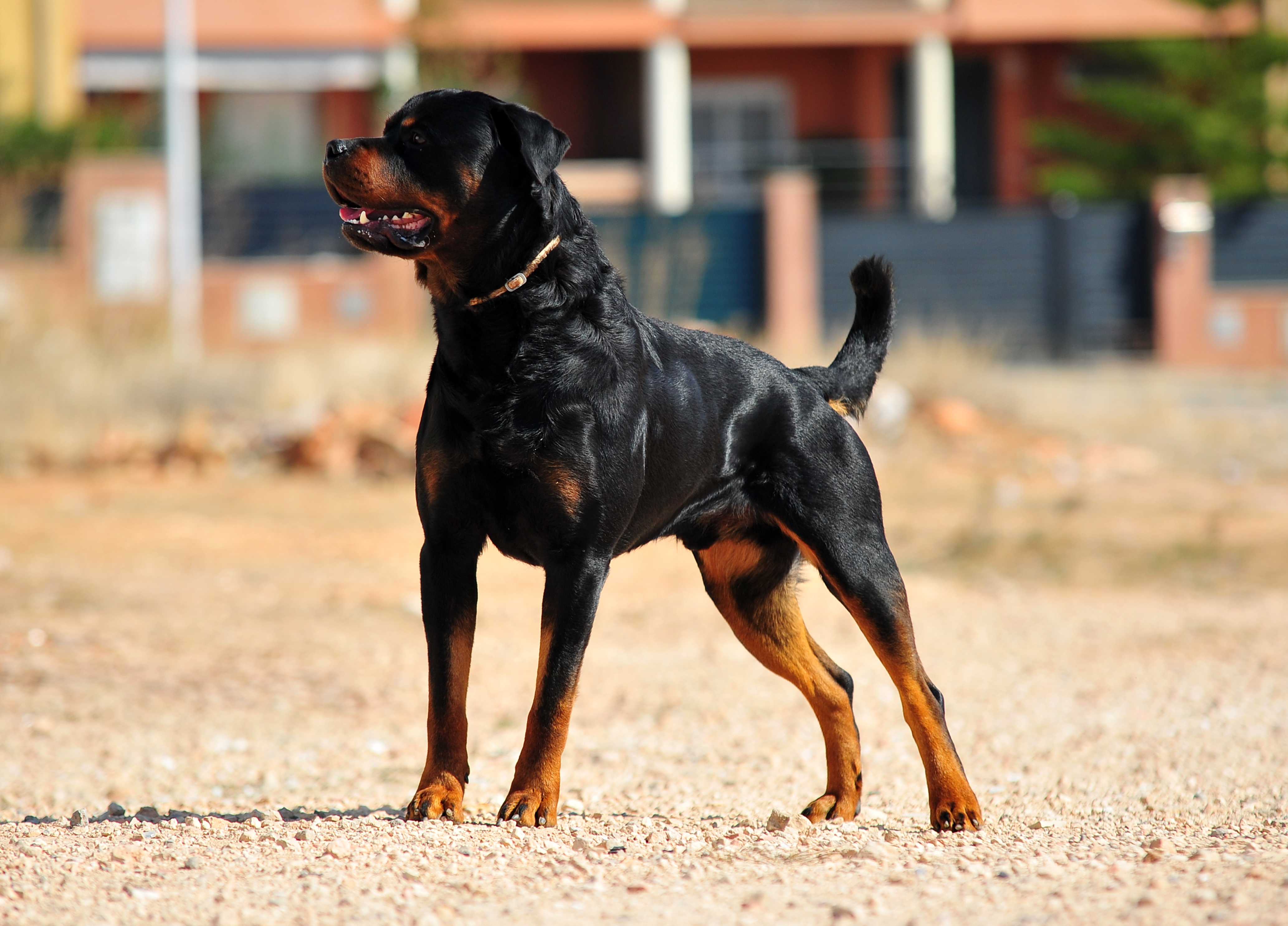 Rottweiler Rottweiler