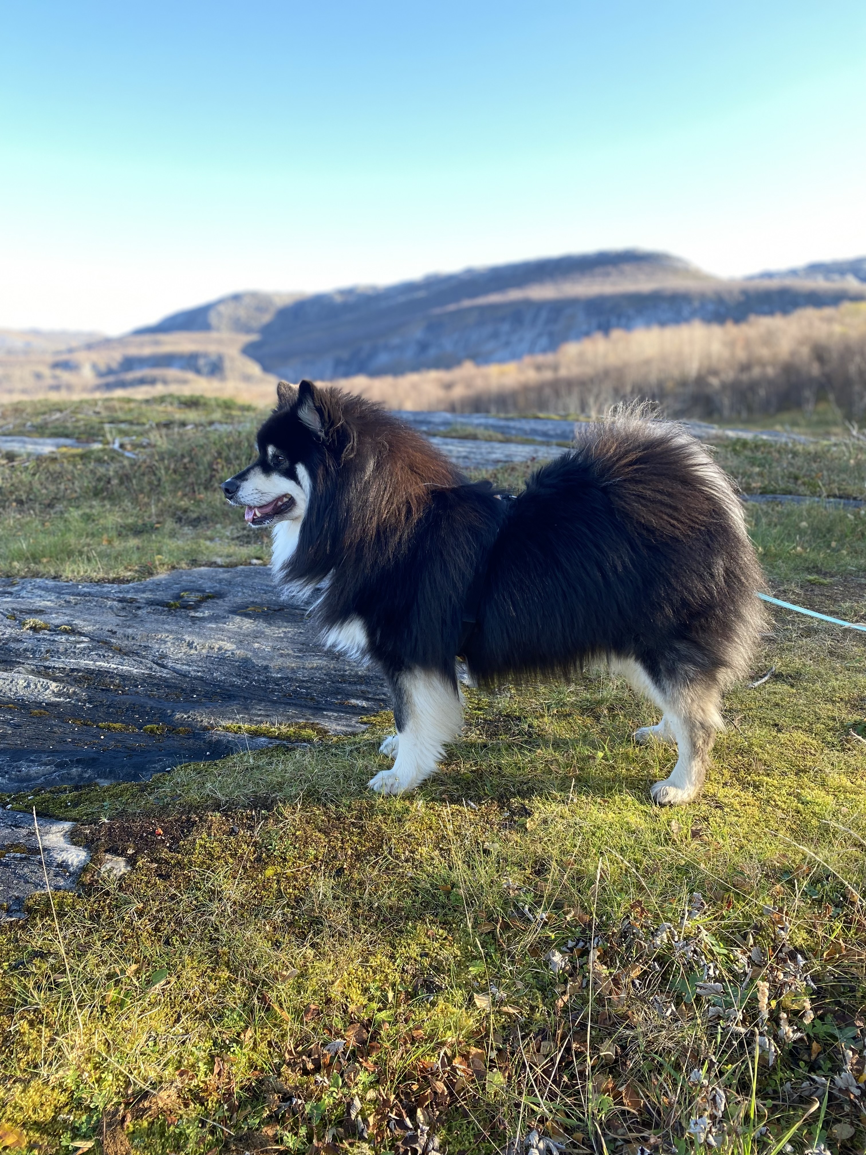 Keiserkronas Miko Keiserkronas Miko