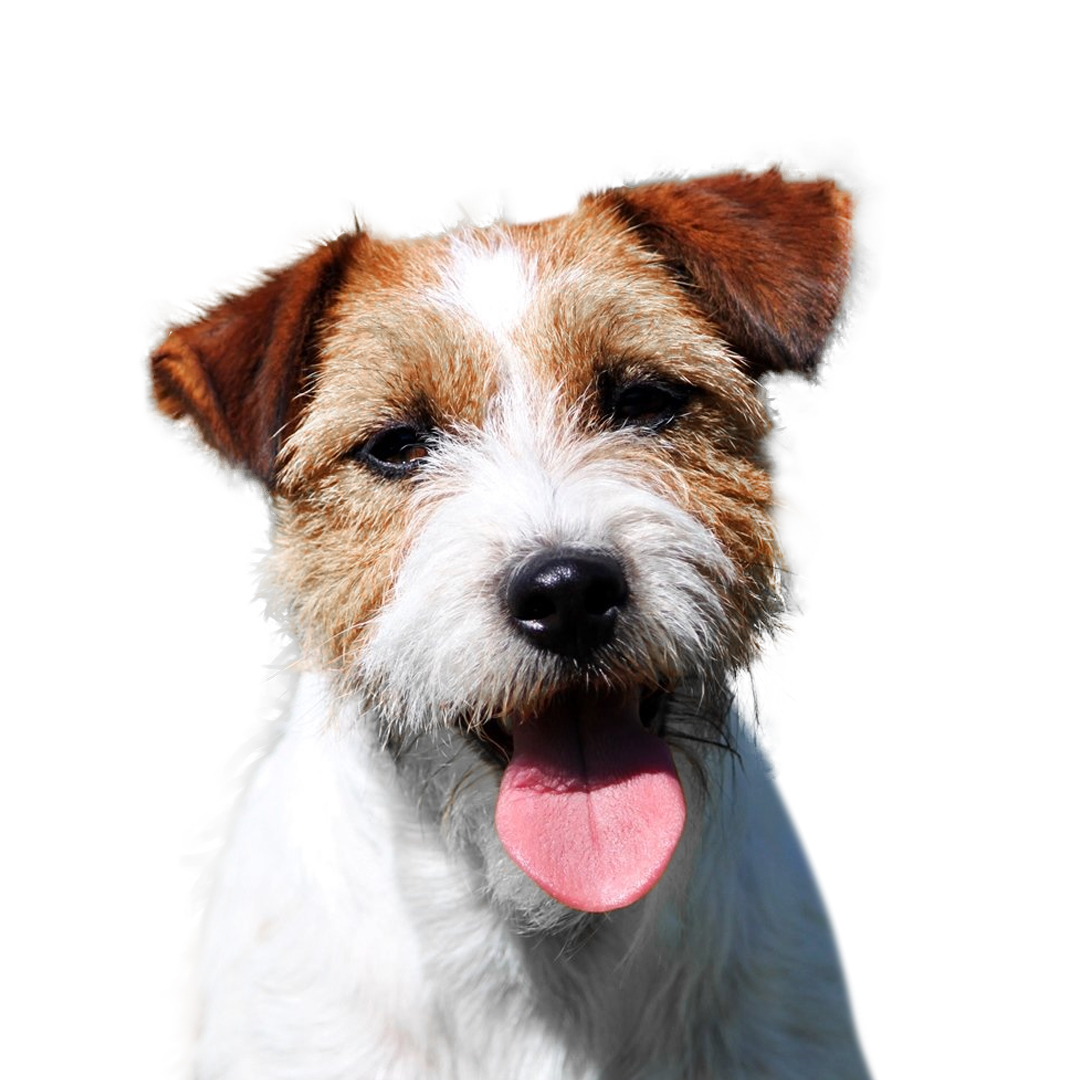 Jack russell terrier Jack russell terrier