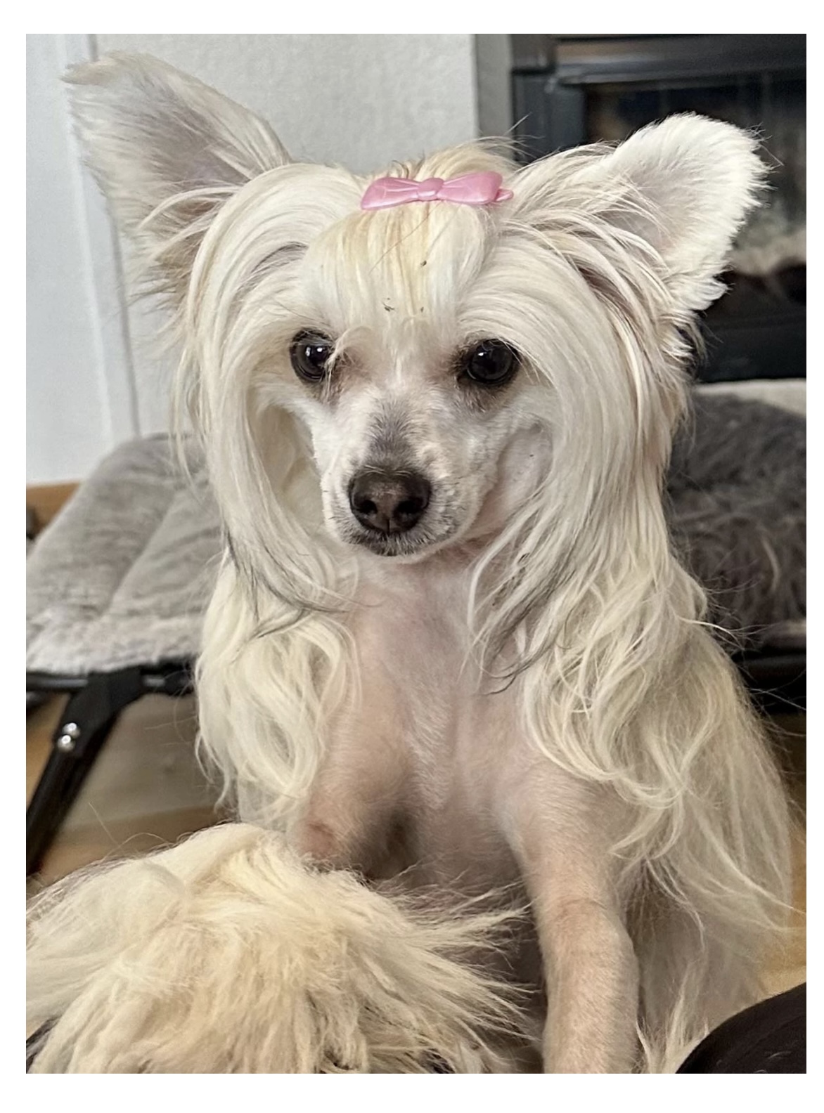 Smal Island Dogs CC Monkeyface Smal Island Dogs CC Monkeyface