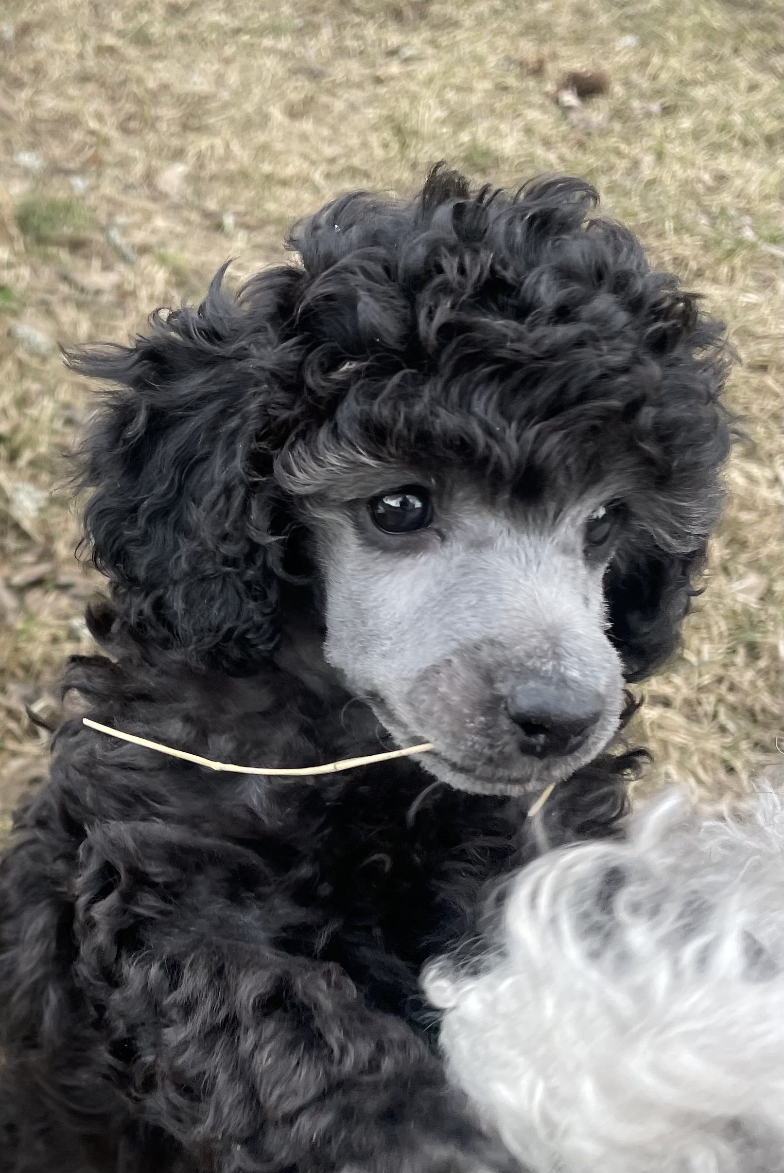 Cockhill Love me like you do